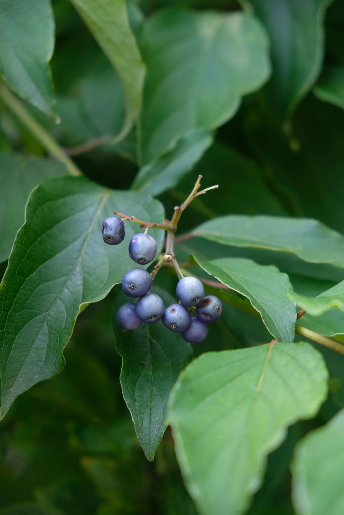 Cornus amomum 'Cayenne'
