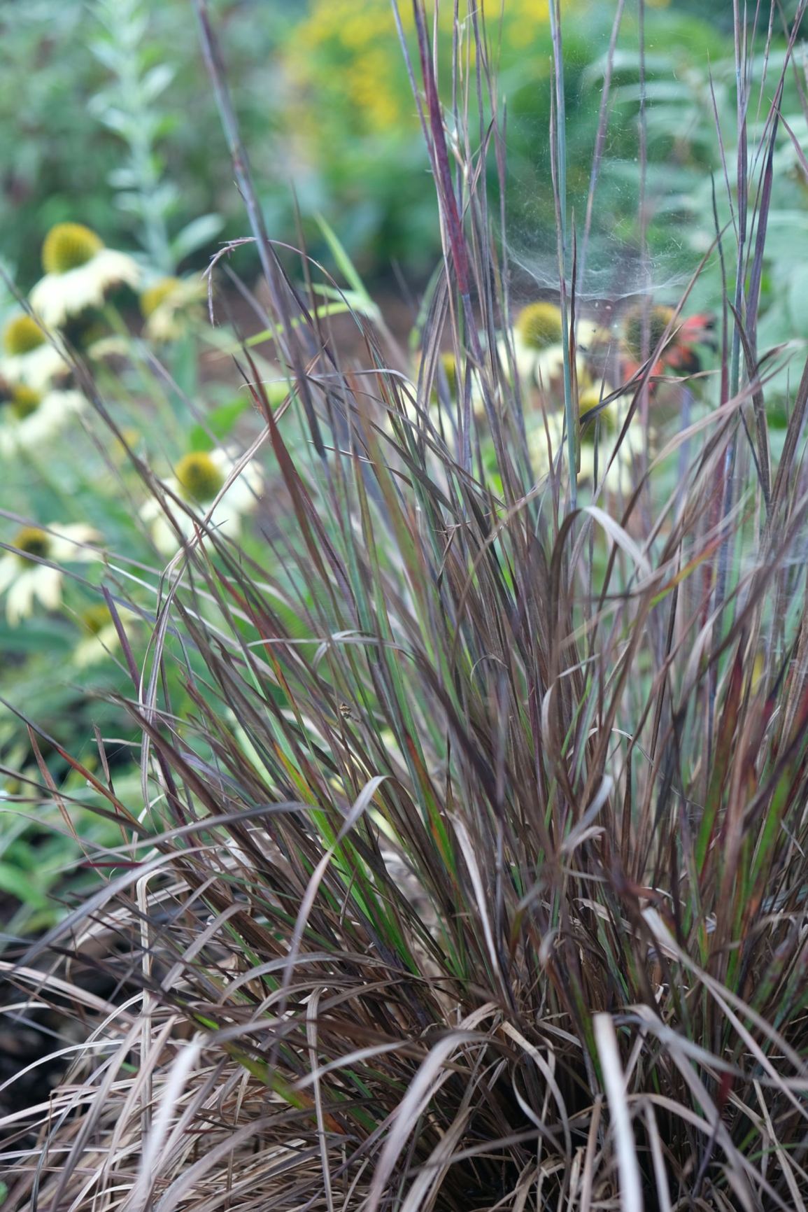 Andropogon gerardii 'Blackhawks'