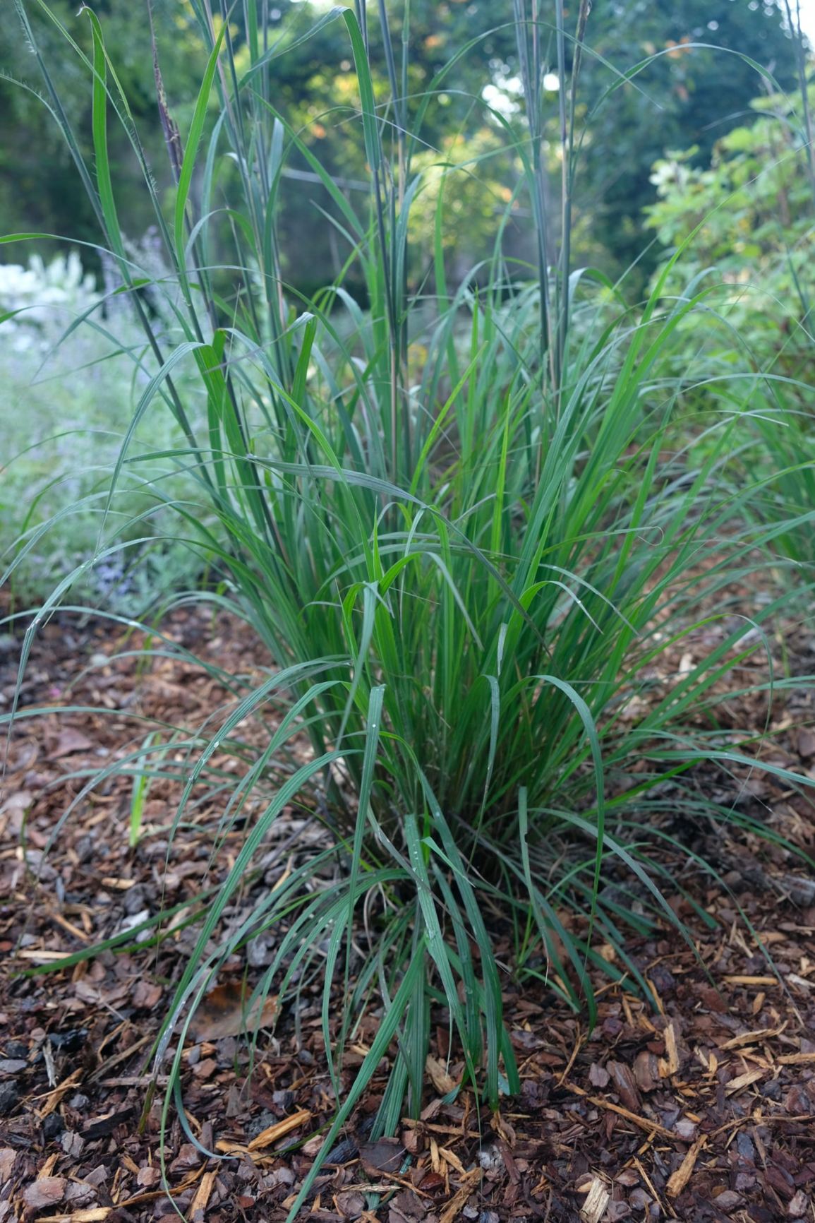 Andropogon gerardii 'Holy Smoke'