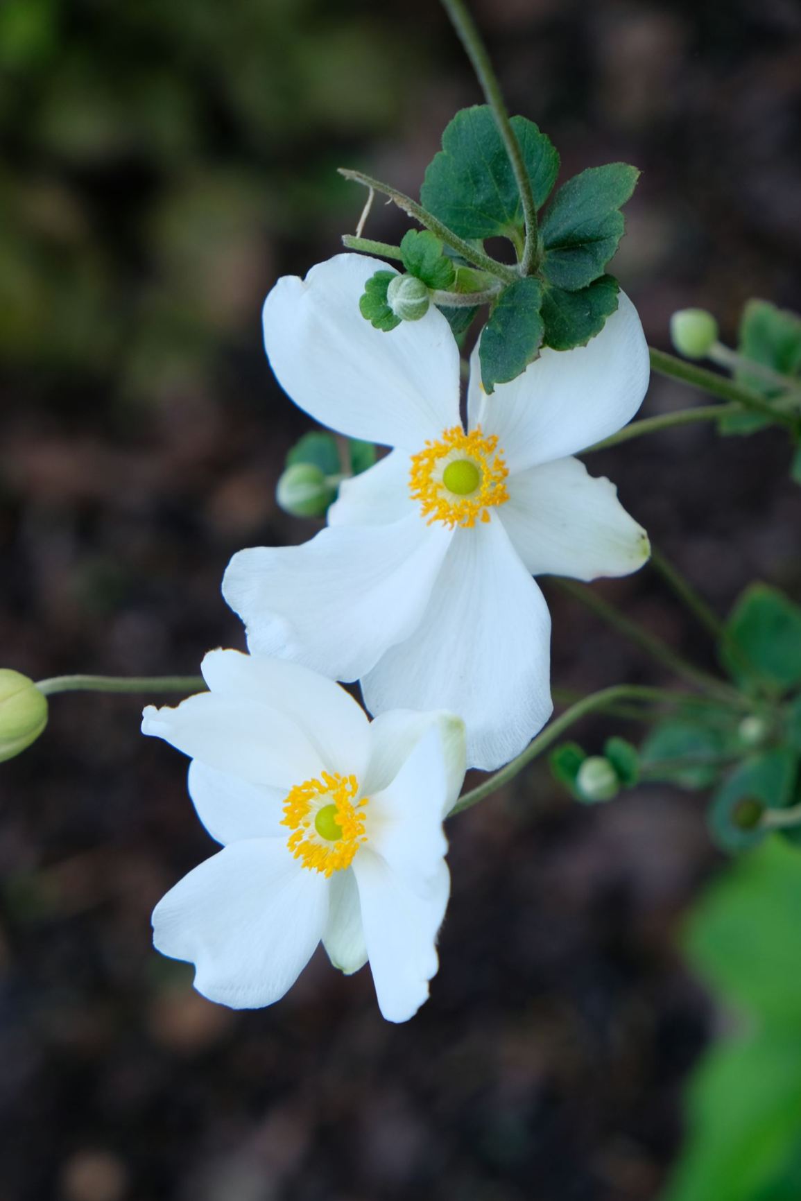 Anemone × hybrida 'Honorine Jobert'