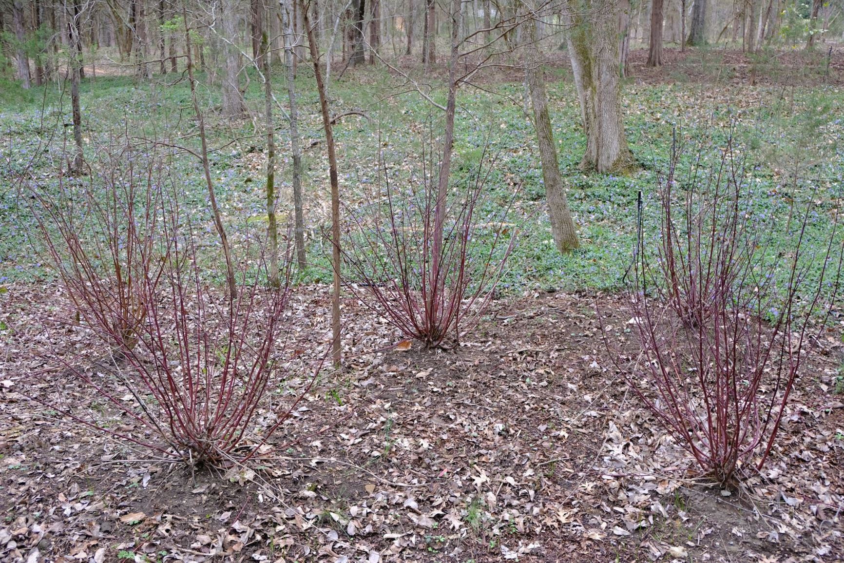 Cornus amomum