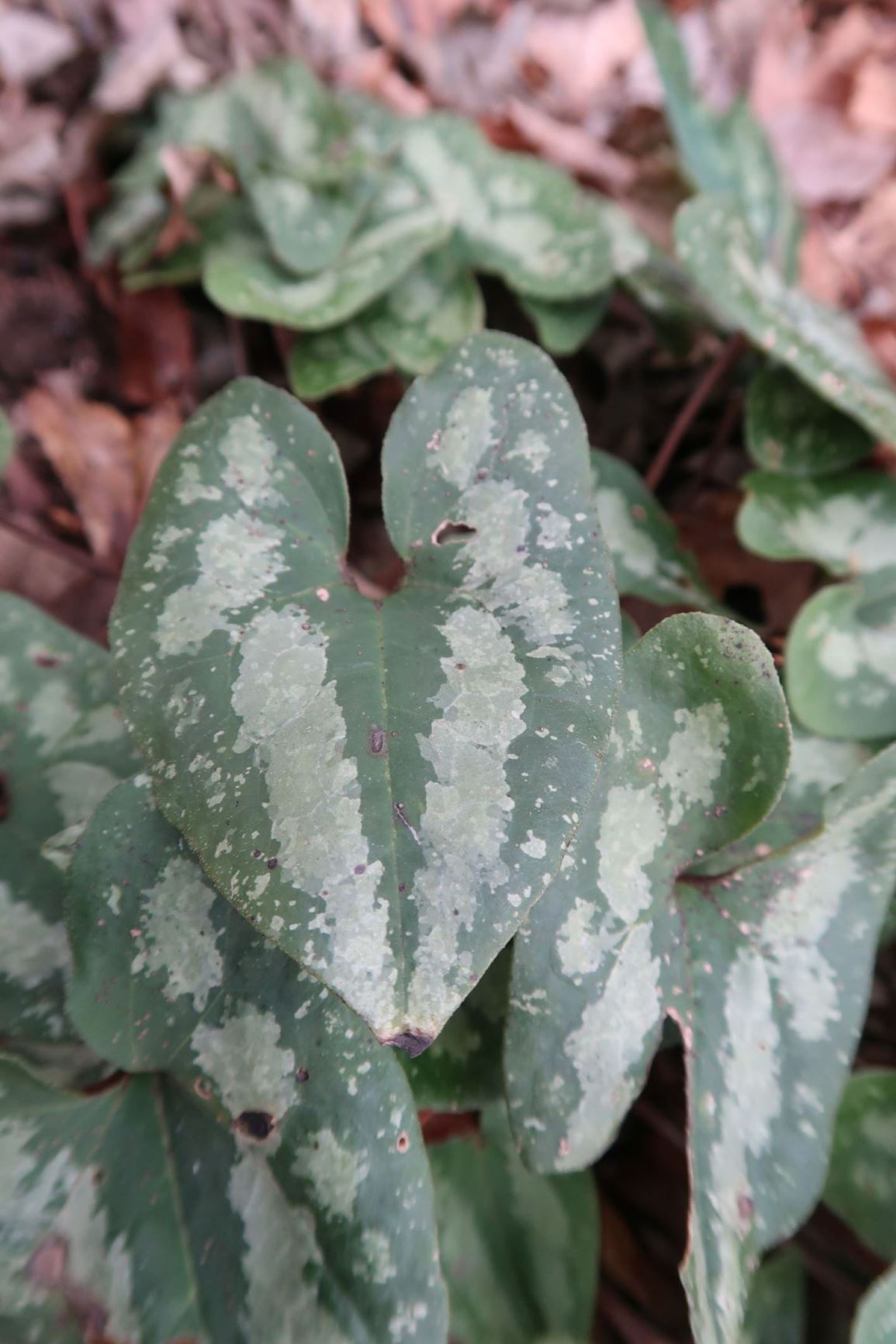 Asarum splendens