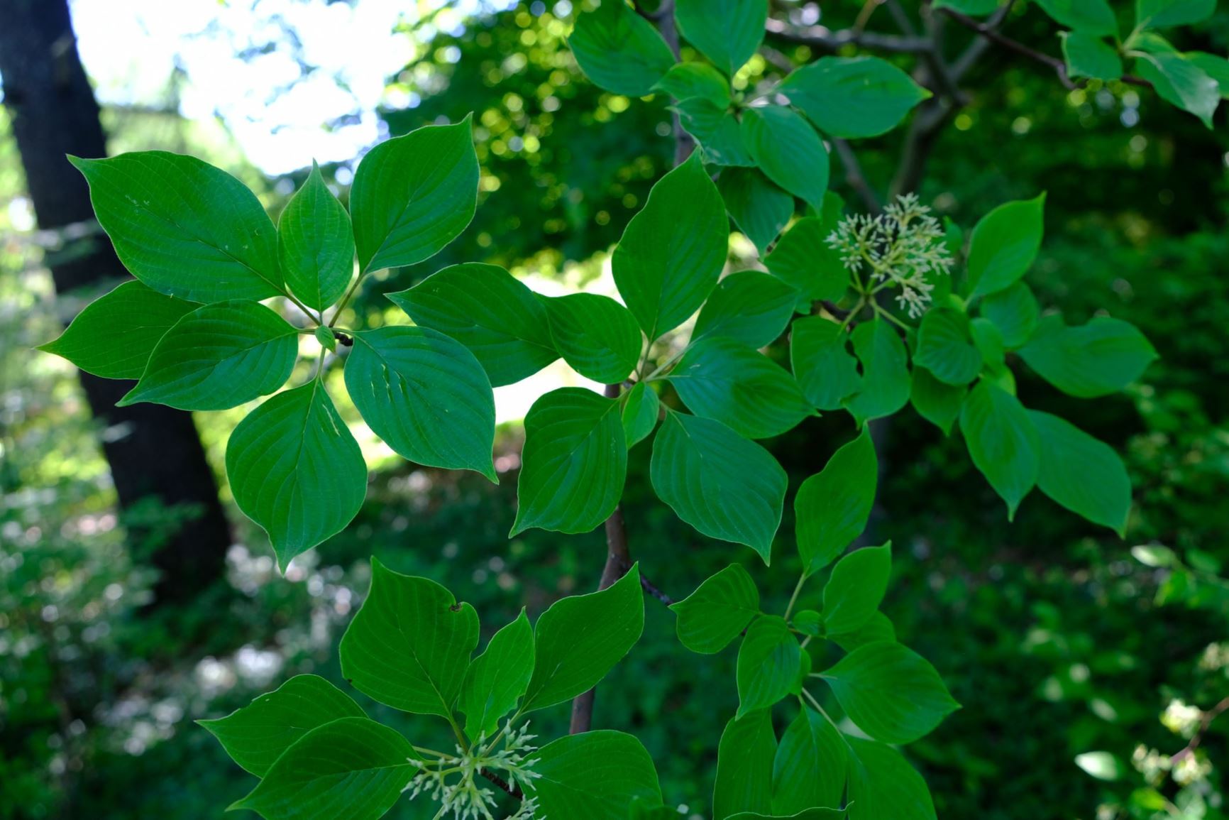 Cornus alternifolia