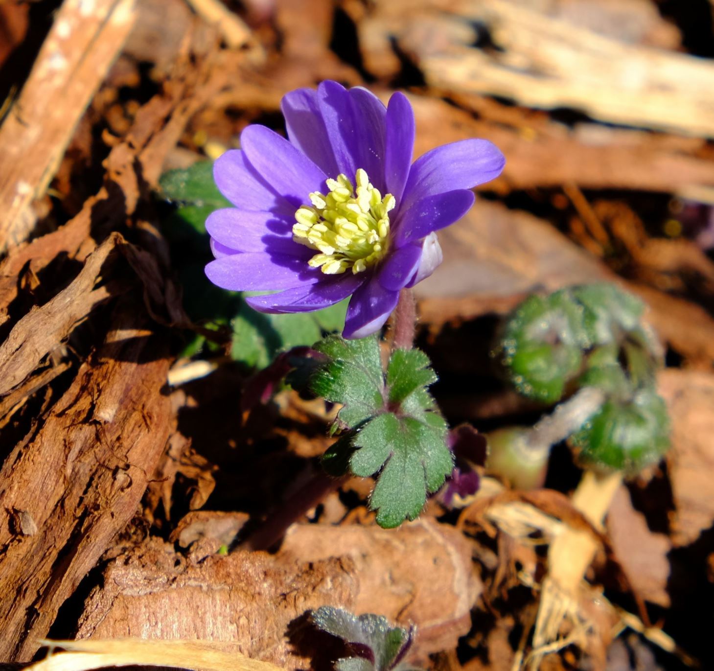 Anemone blanda