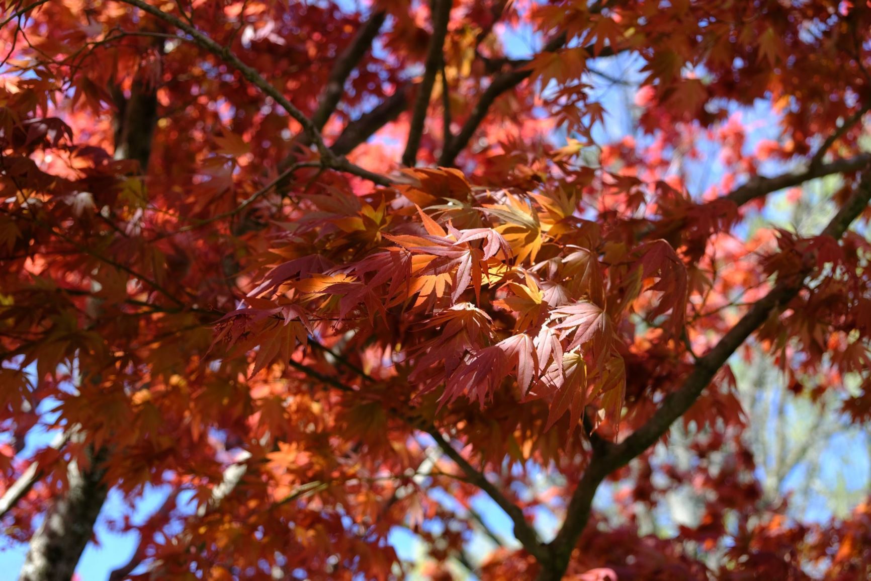 Acer palmatum var. dissectum