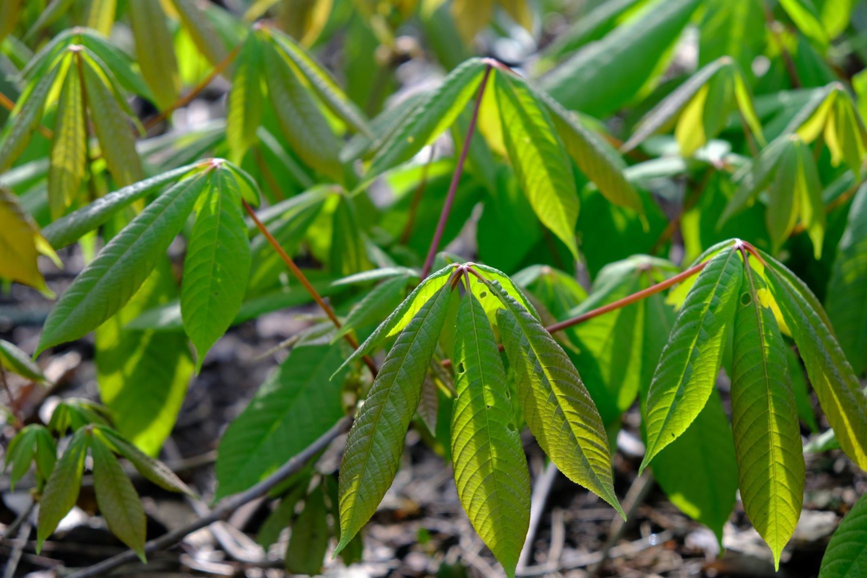 Aesculus parviflora