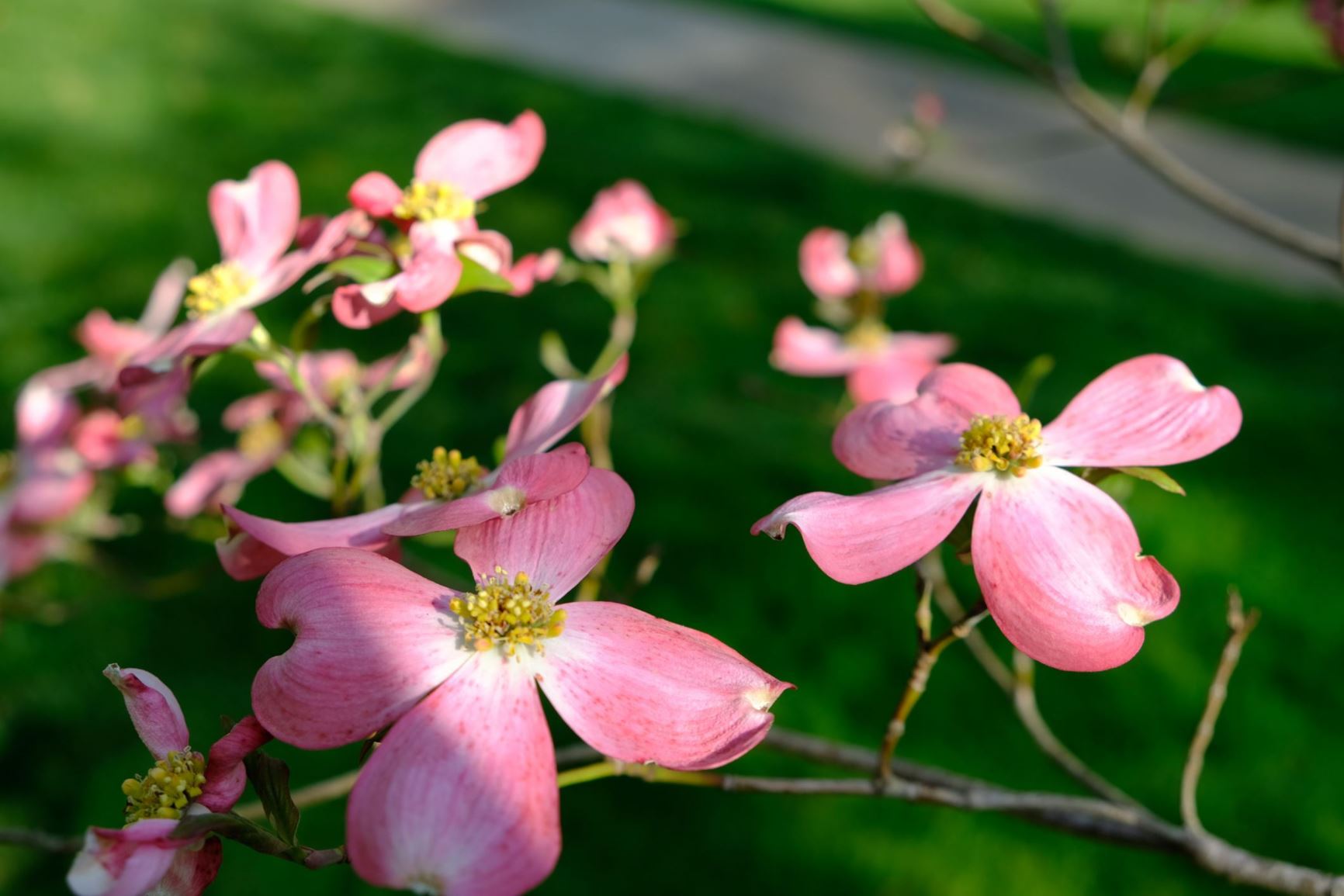 Cornus florida 'Cherokee Chief'