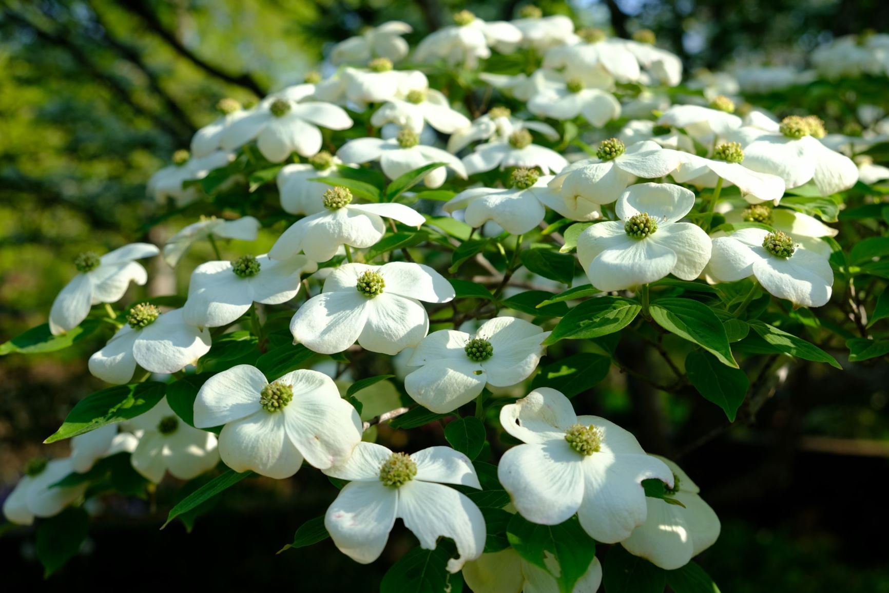 Cornus × rutgersensis 'Rutban' Aurora®