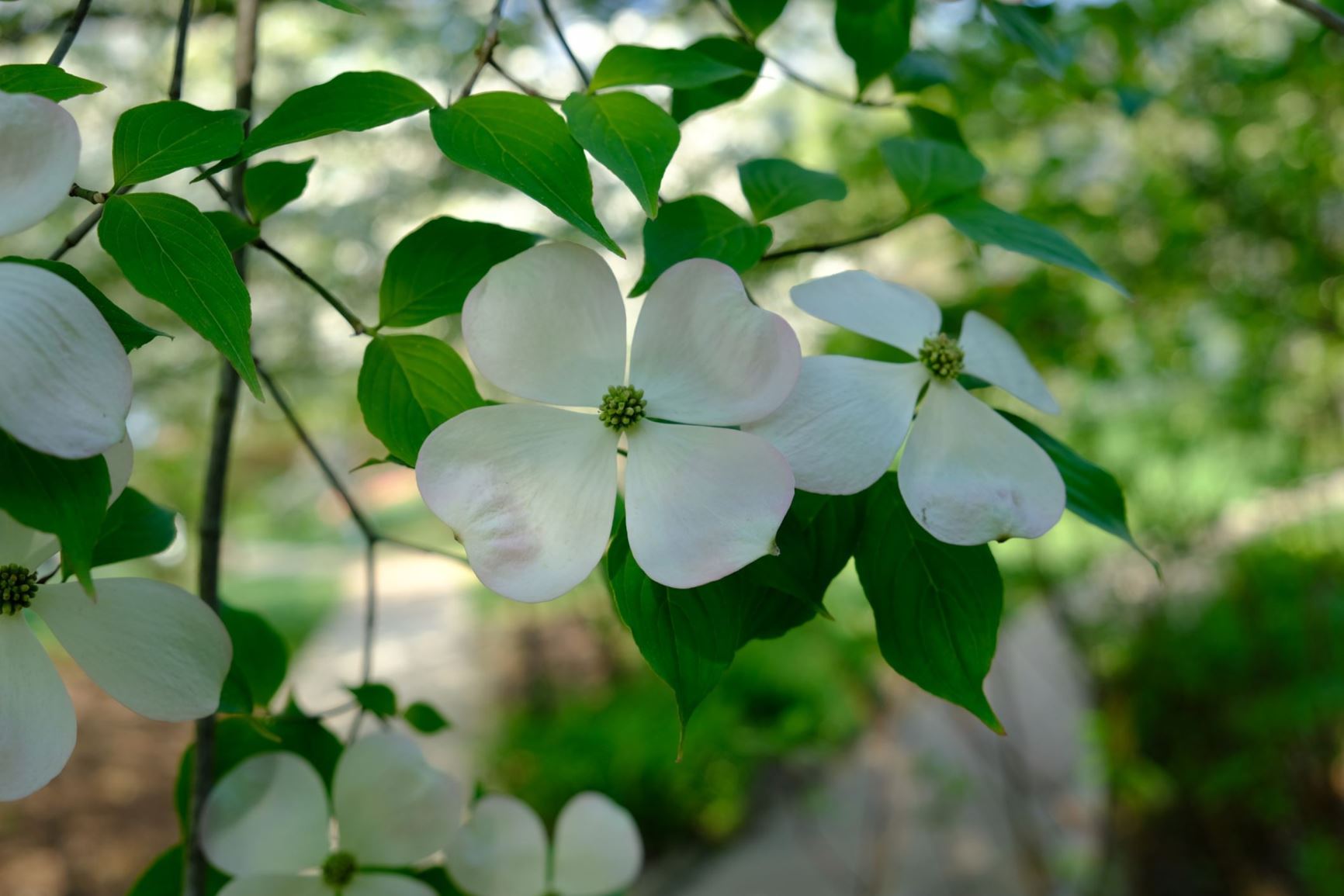 Cornus × rutgersensis 'Rutlan' (Ruth Ellen®)