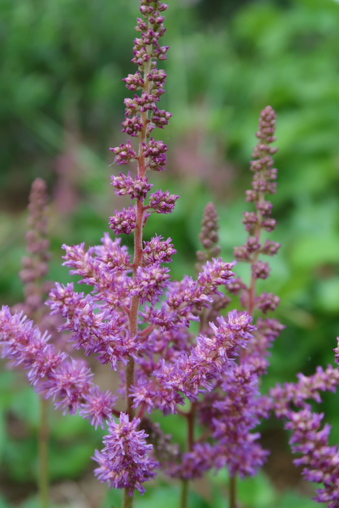 Astilbe chinensis 'Visions In Purple'