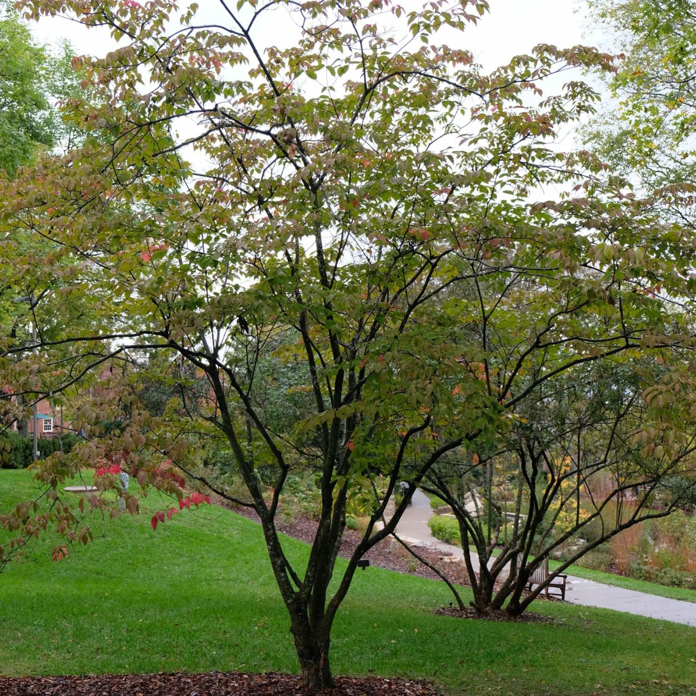 Cornus × rutgersensis 'Rutgan' STELLAR PINK®