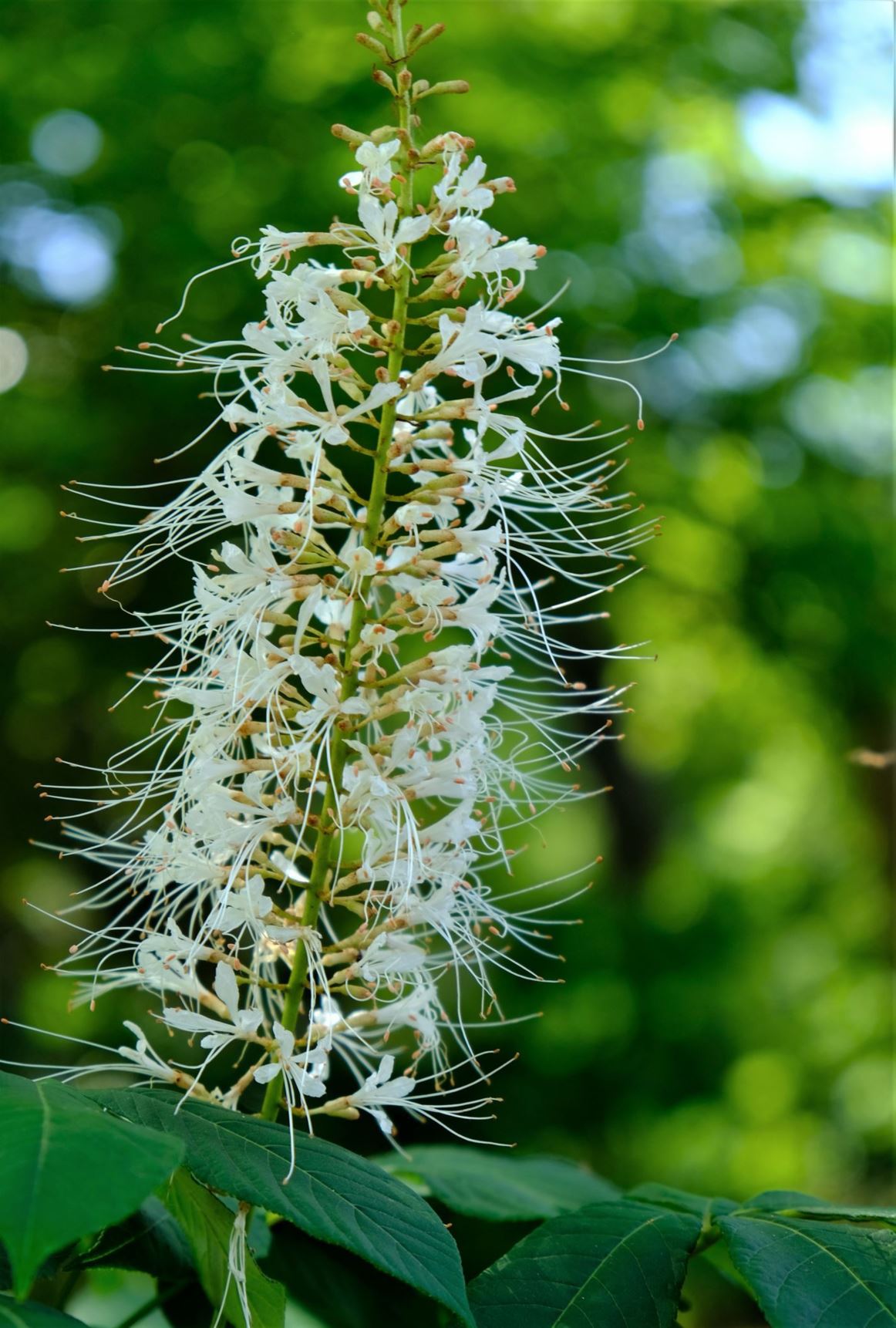 Aesculus parviflora