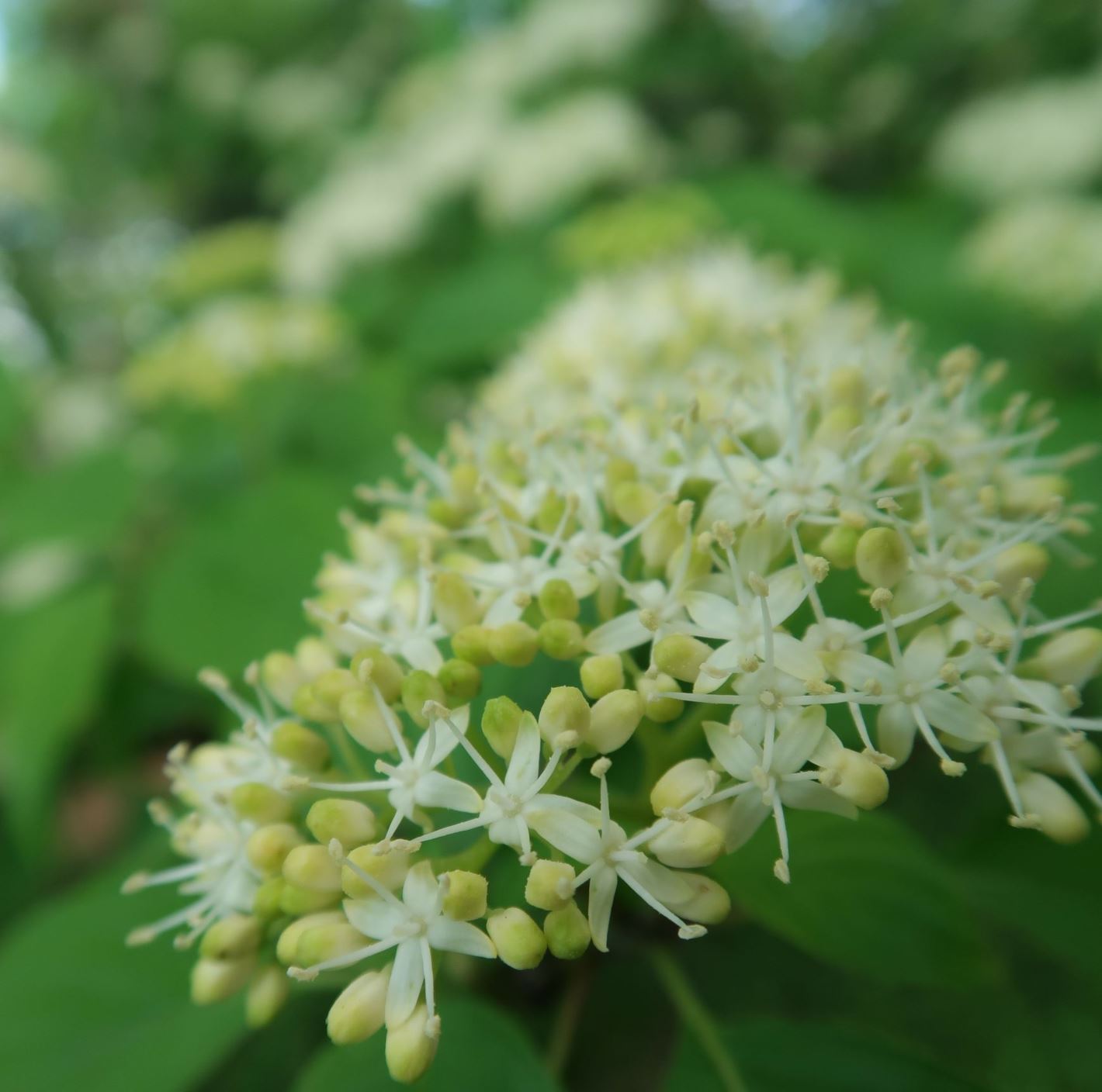 Cornus controversa