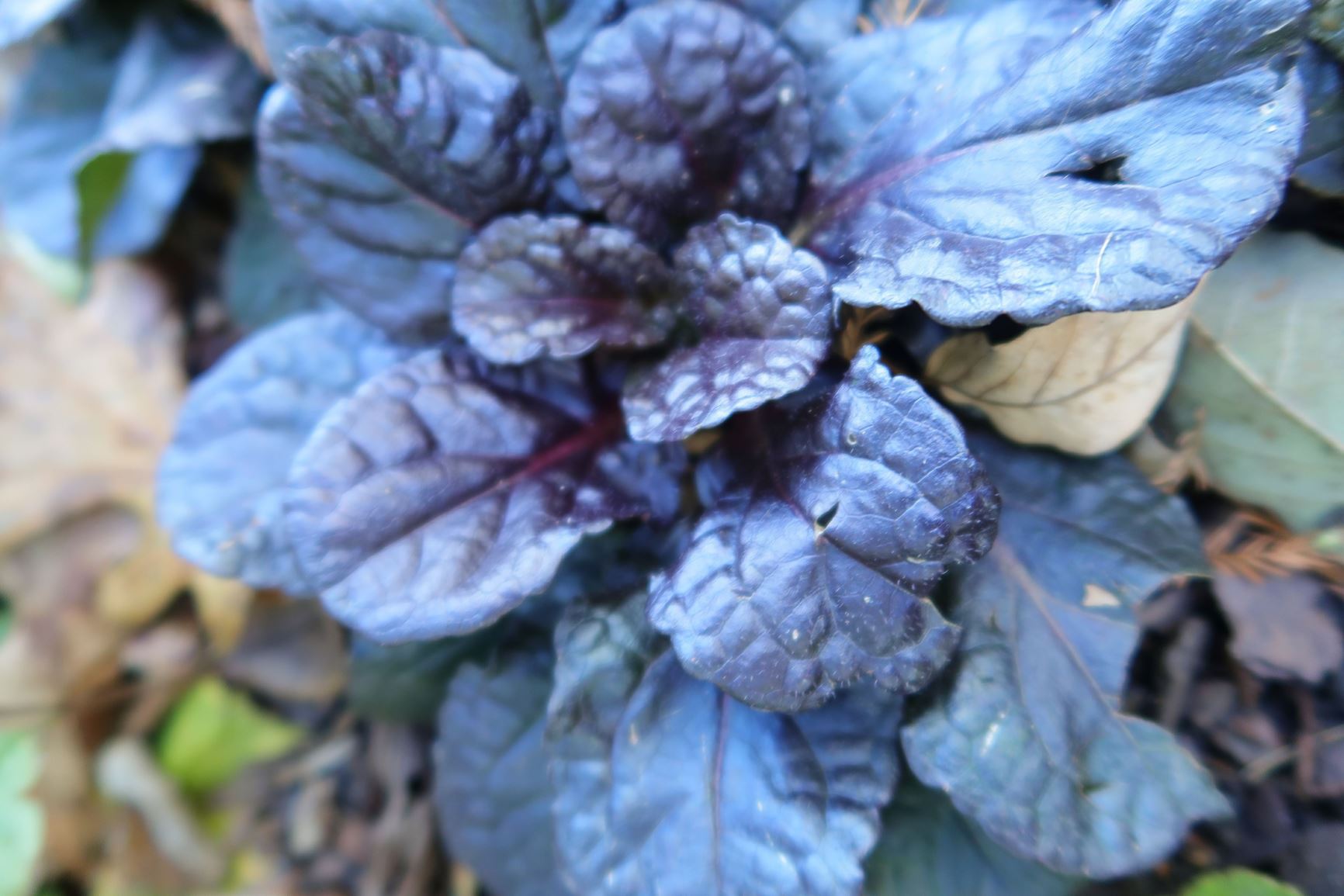 Ajuga reptans 'Black Scallop'