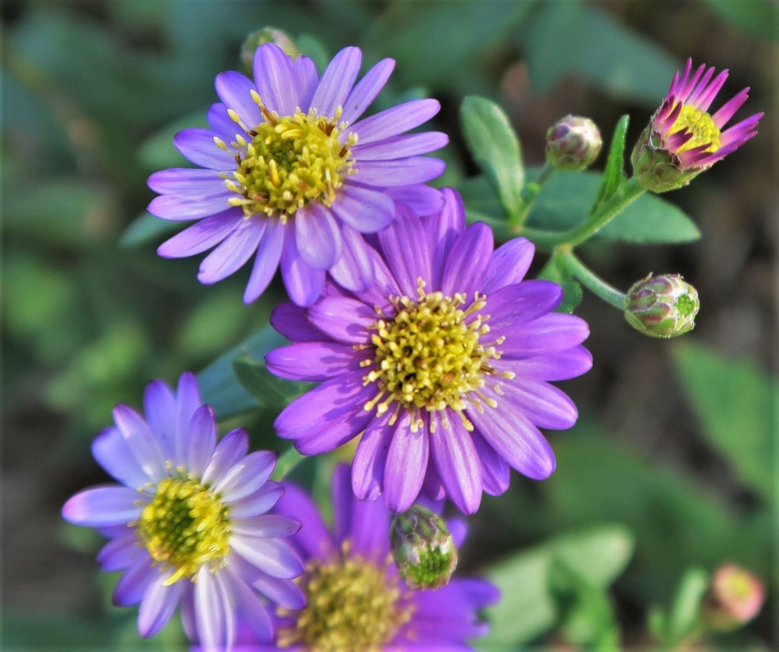 Aster ageratoides 'Ezo Marasaki'