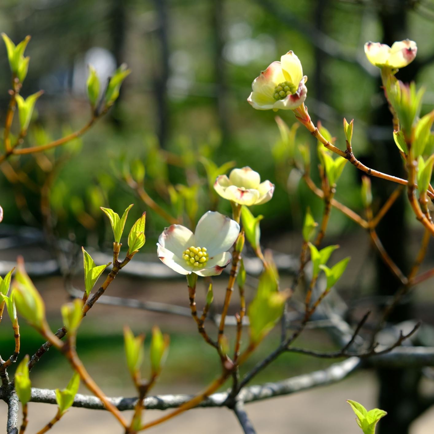 Cornus florida 'Autumn Gold'