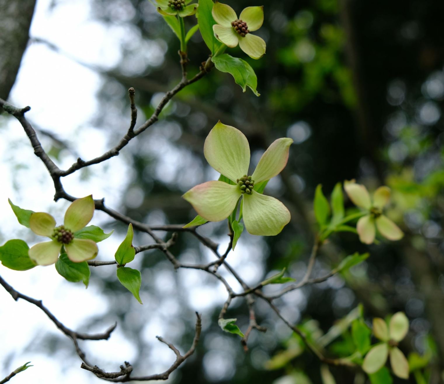 Cornus × rutgersensis 'Rutcan' Constellation®