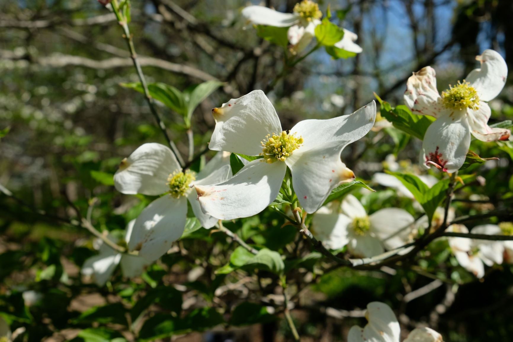 Cornus florida 'Cherokee Princess'