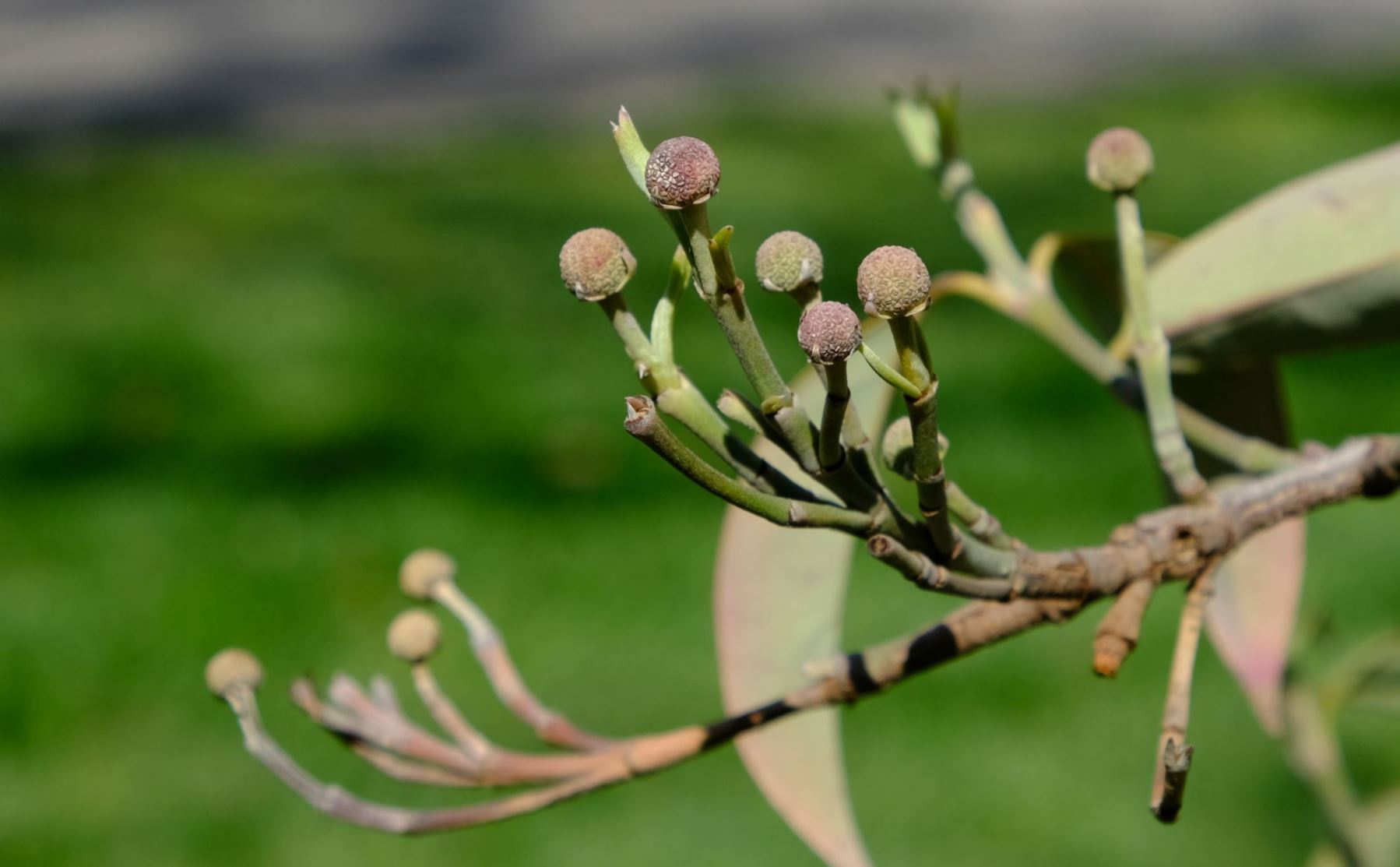 Cornus elliptica 'Elsbry' Empress of China®