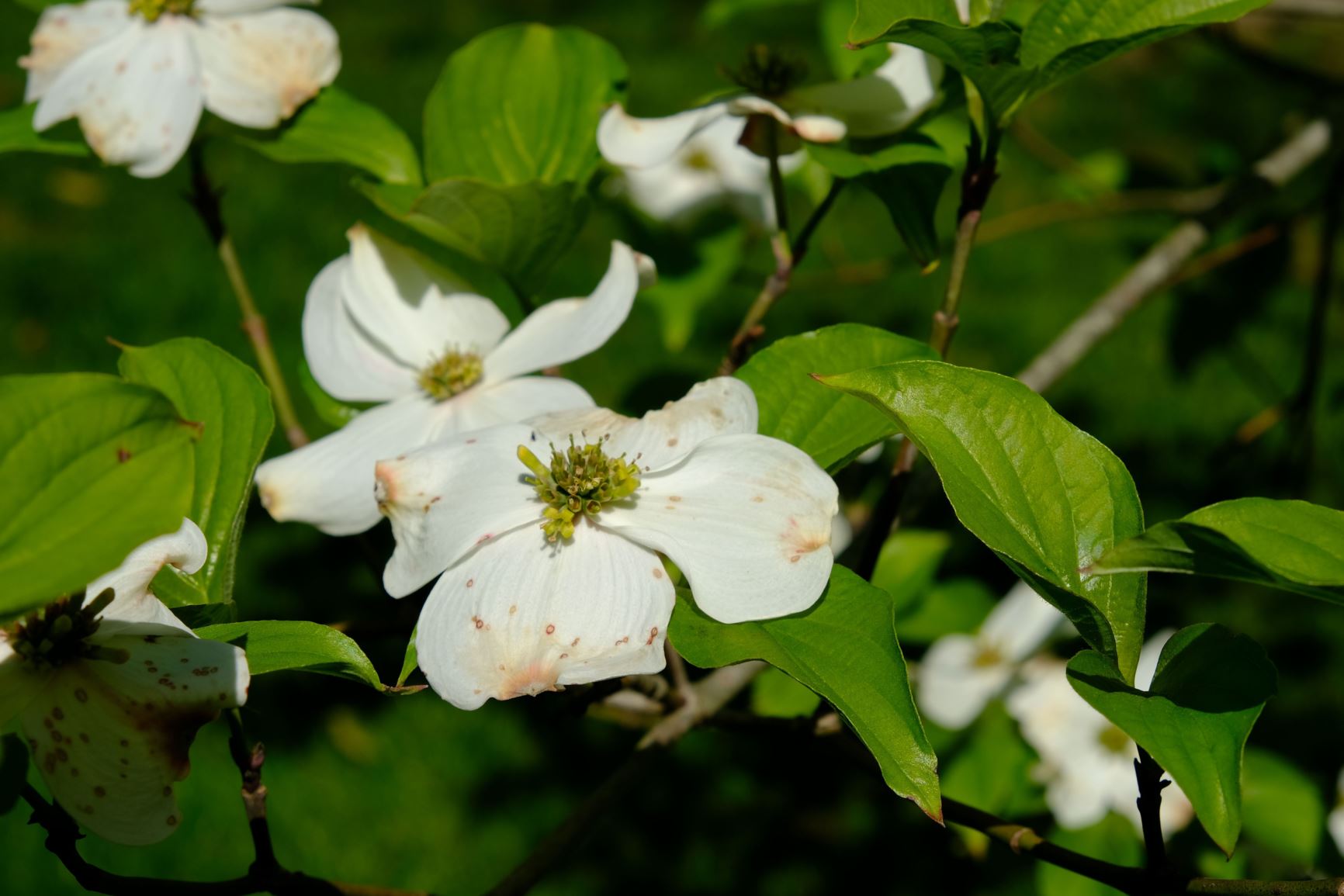 Cornus florida 'Appalachian Joy'