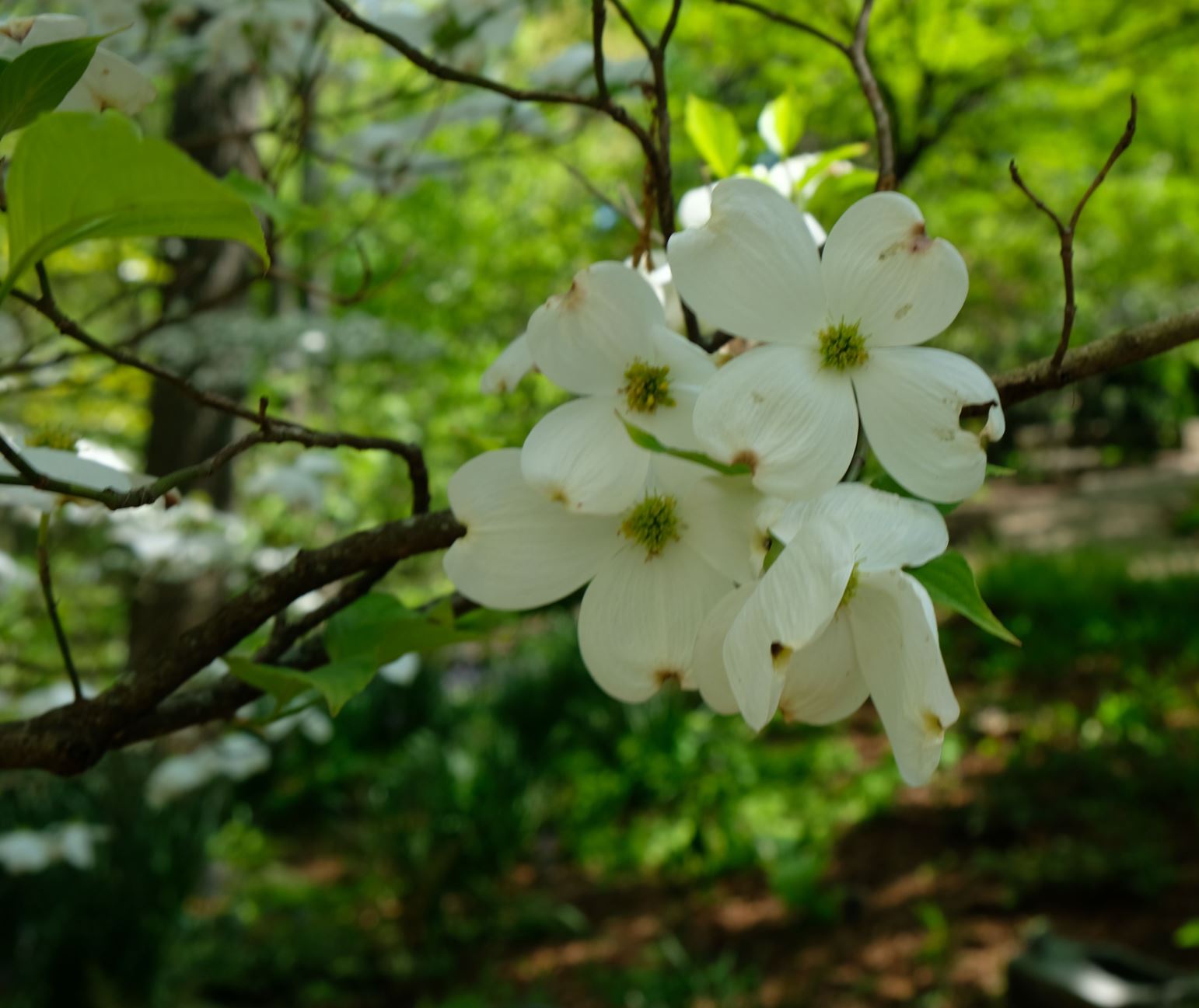 Cornus florida 'Barton'