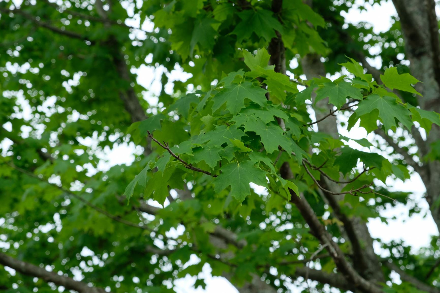 Acer platanoides