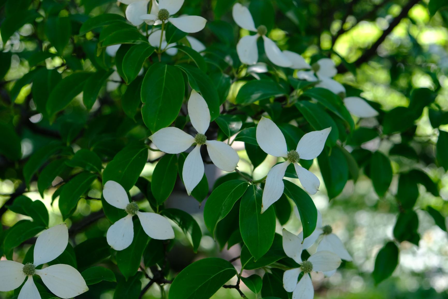 Cornus elliptica