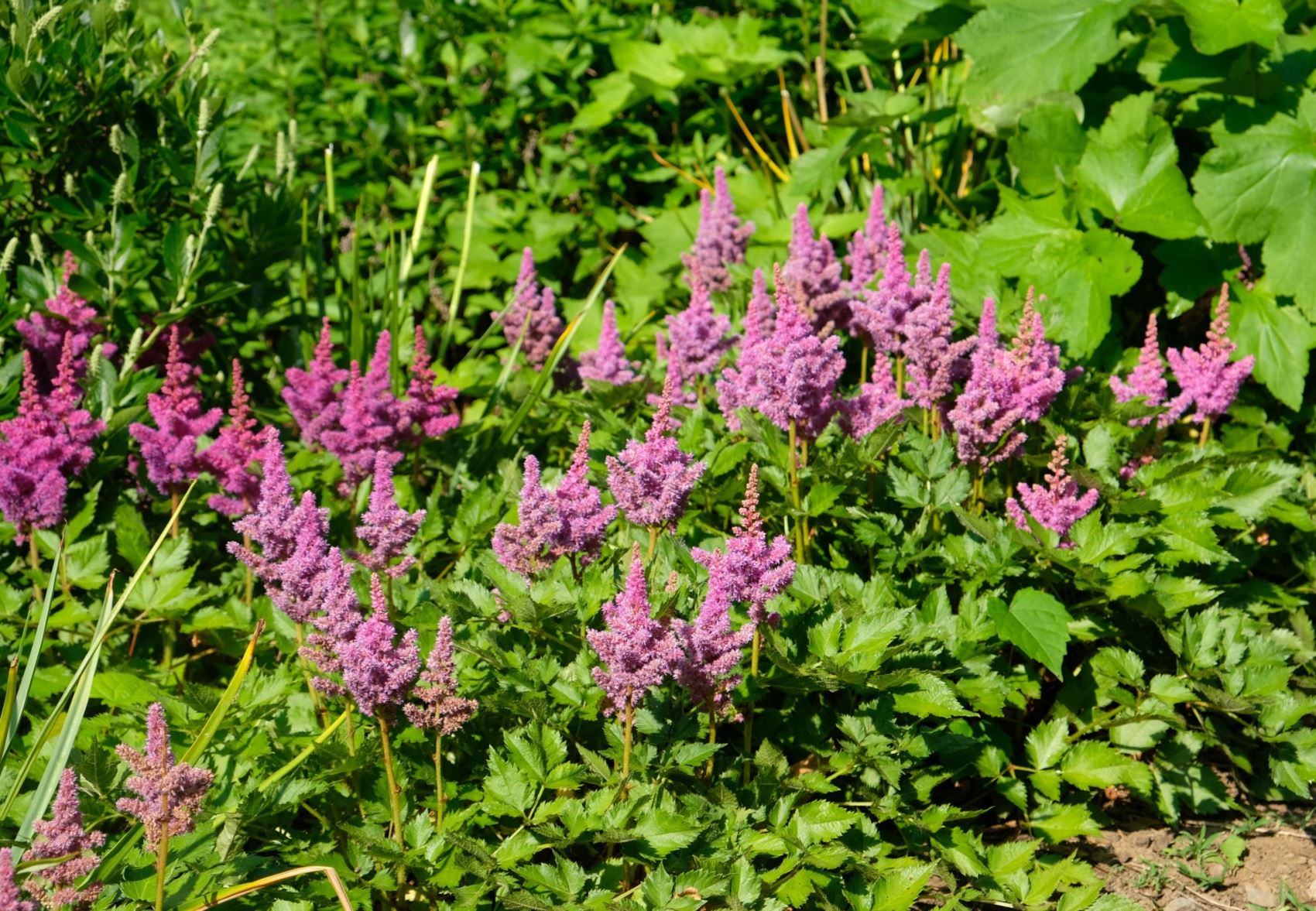 Astilbe chinensis 'Visions In Purple'