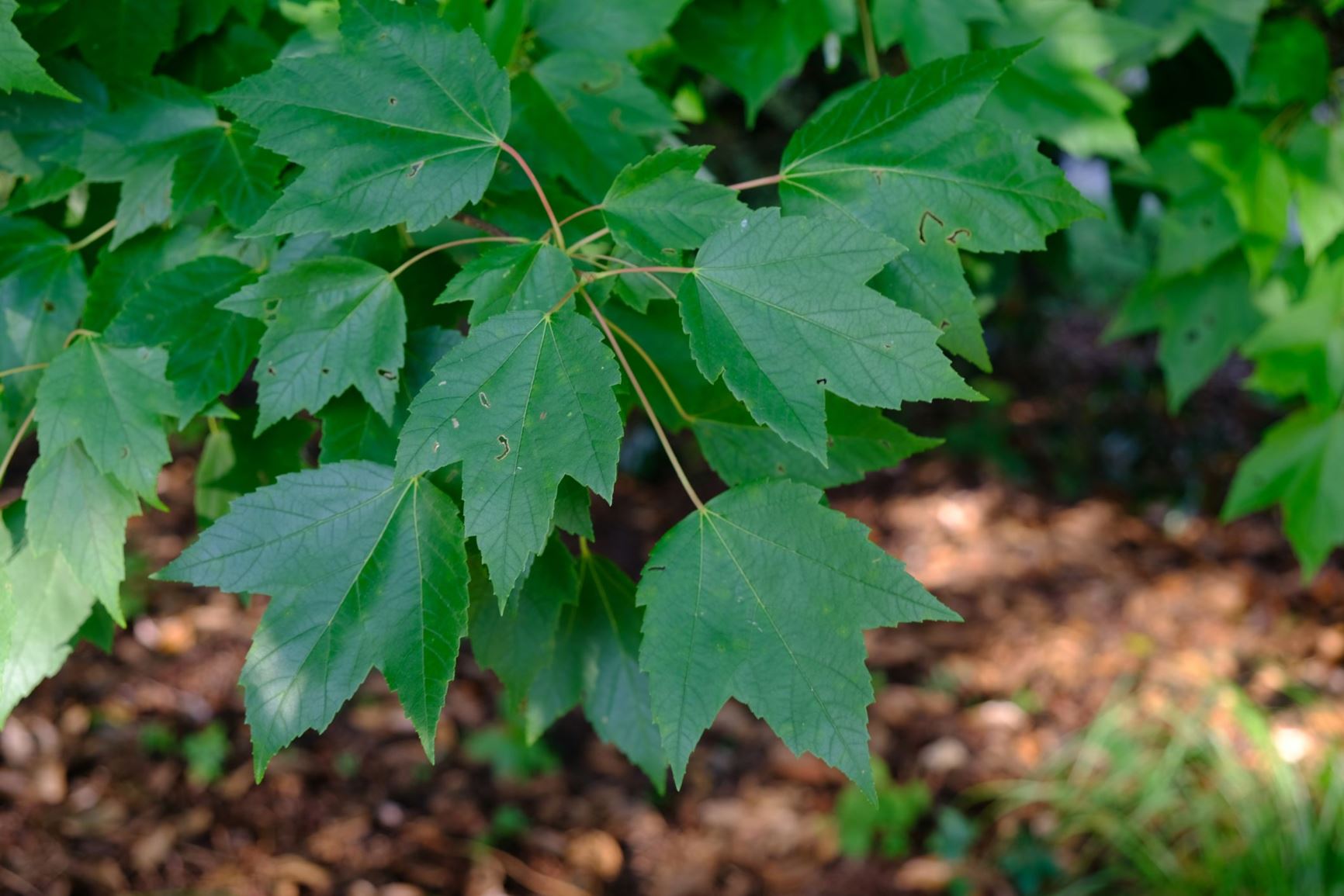 Acer rubrum
