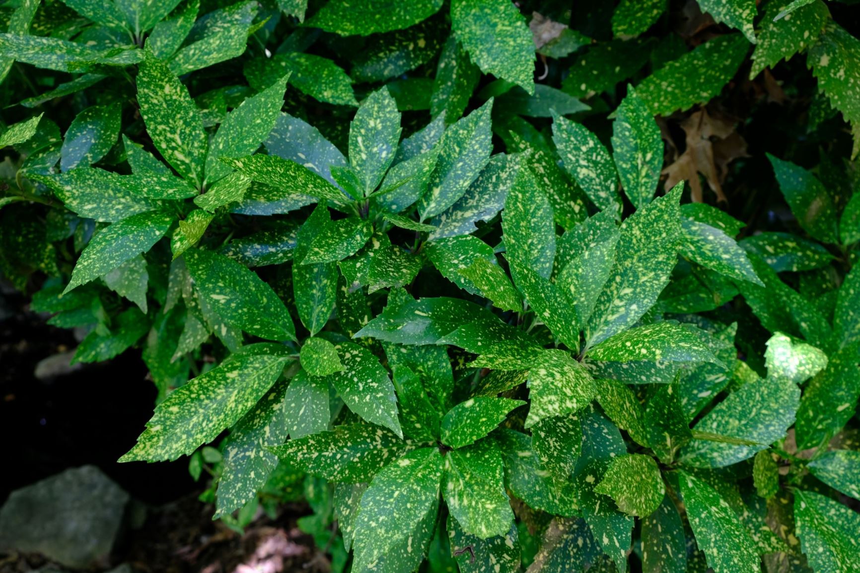 Aucuba japonica