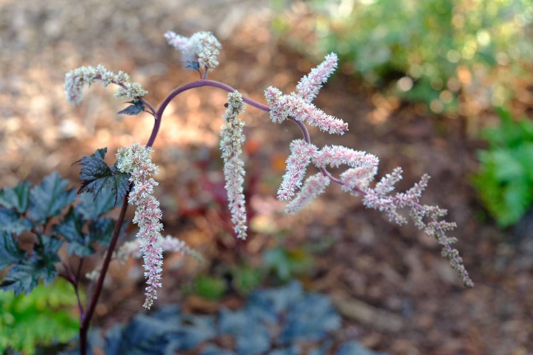 Astilbe thunbergii 'Chocolate Shogun'