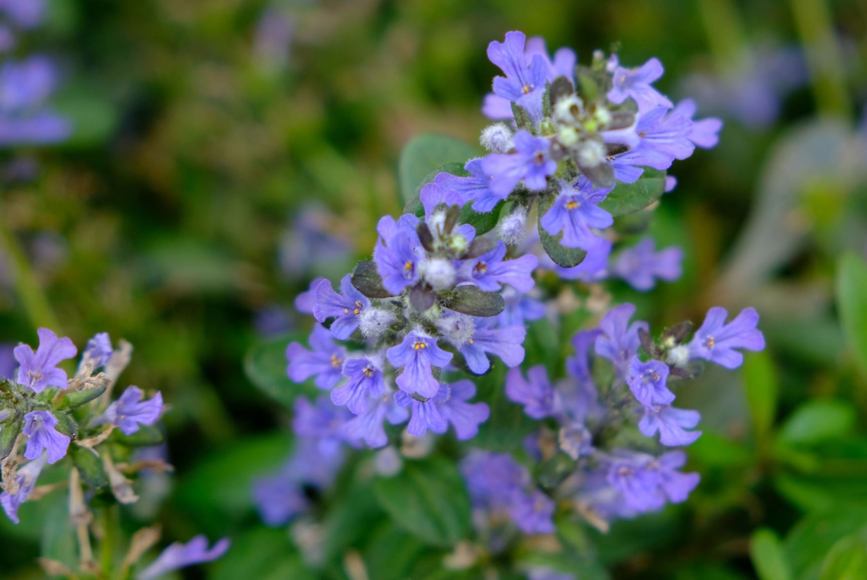 Ajuga tenorii 'Chocolate Chip'