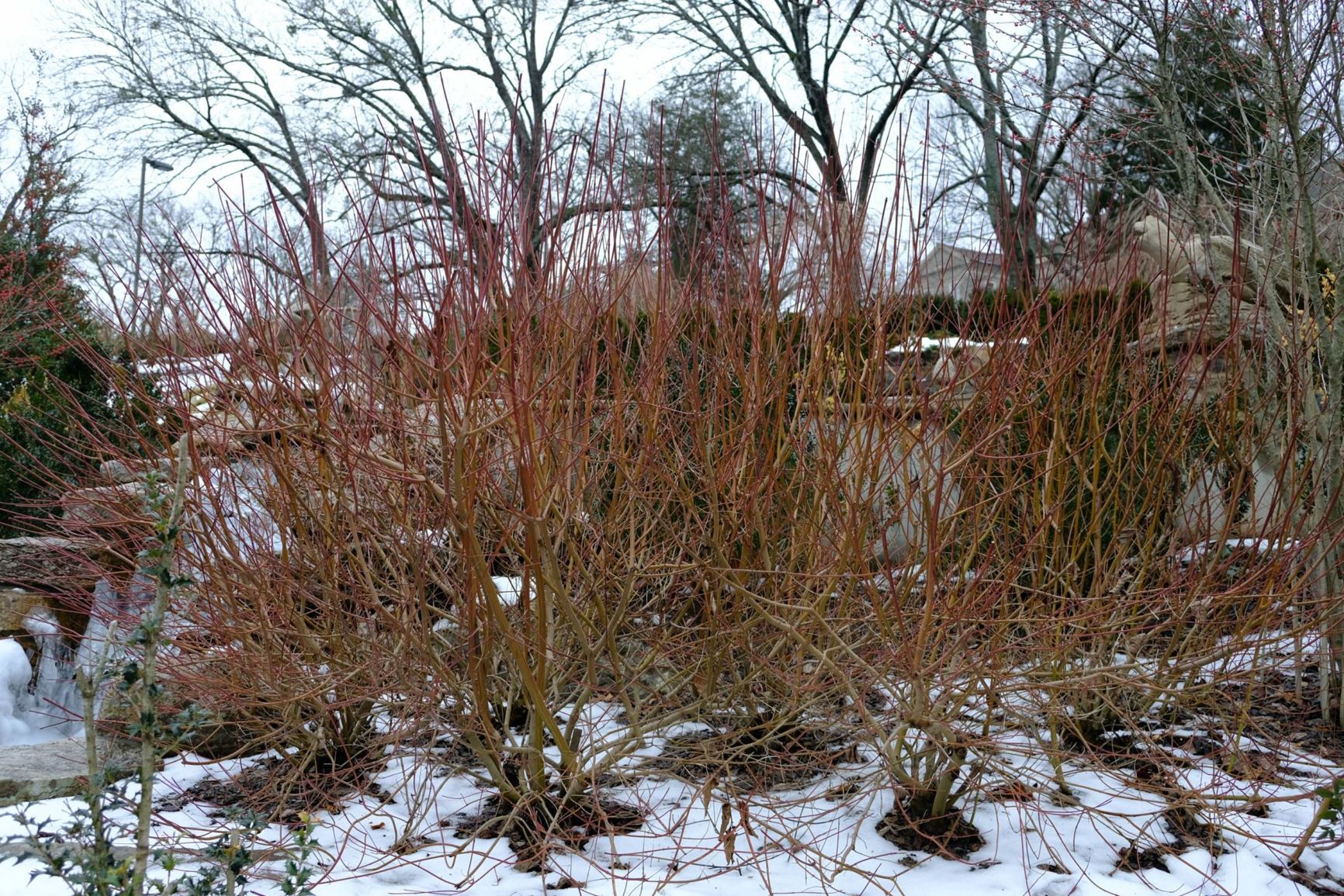 Cornus amomum 'Cayenne'