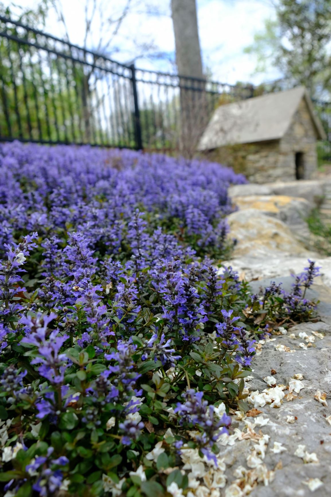 Ajuga tenorii 'Chocolate Chip'