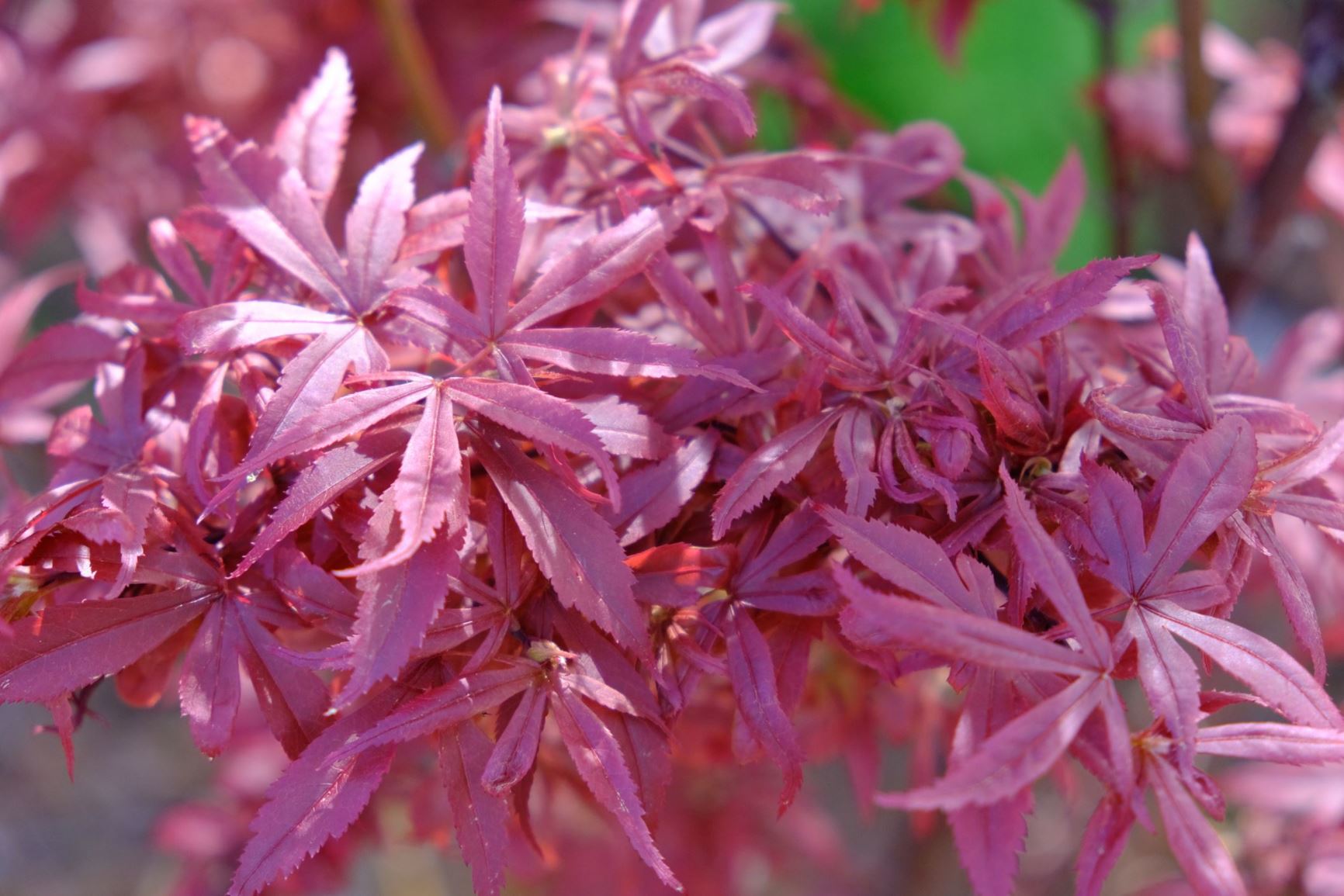 Acer palmatum 'Shaina'