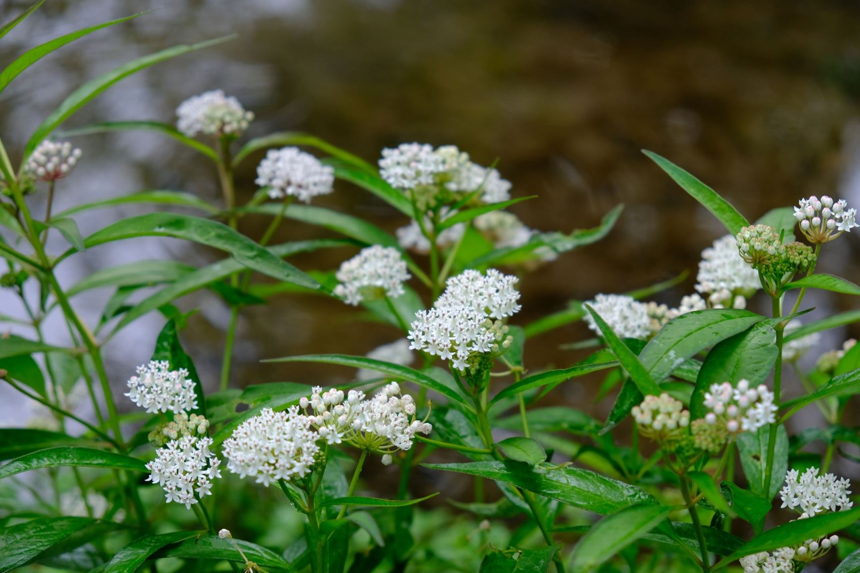 Asclepias perennis