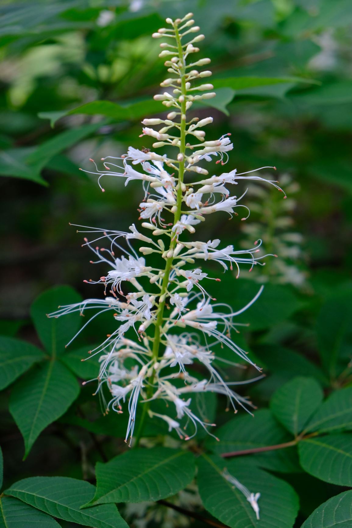 Aesculus parviflora