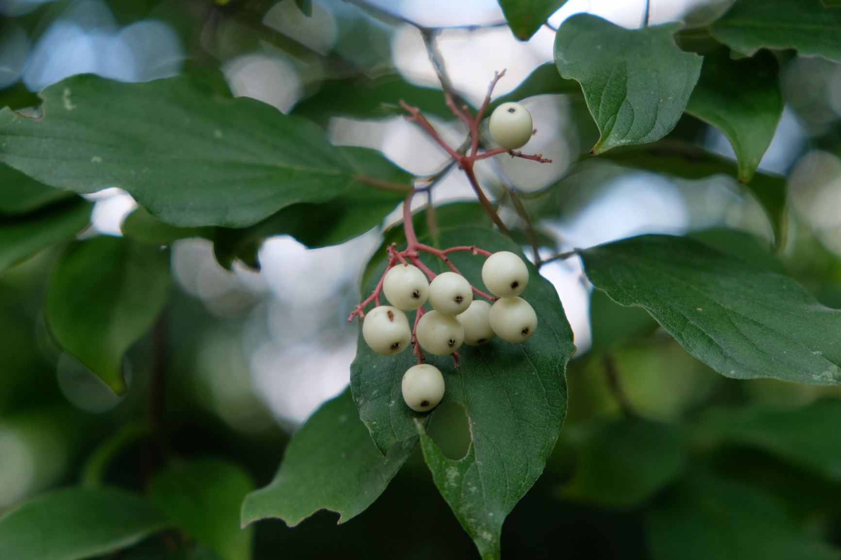 Cornus drummondii