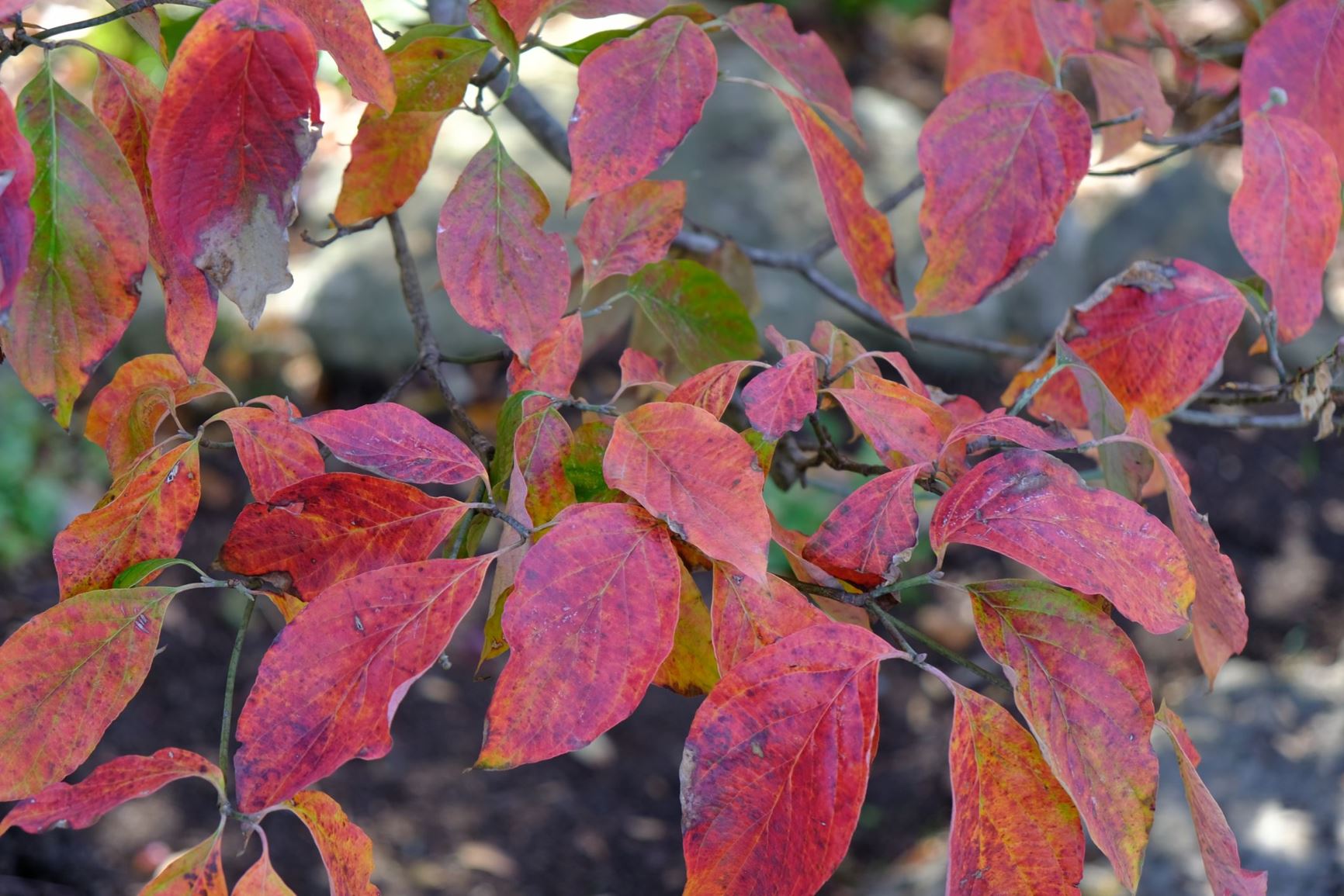 Cornus florida