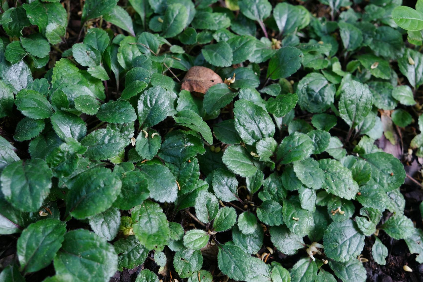 Ajuga reptans