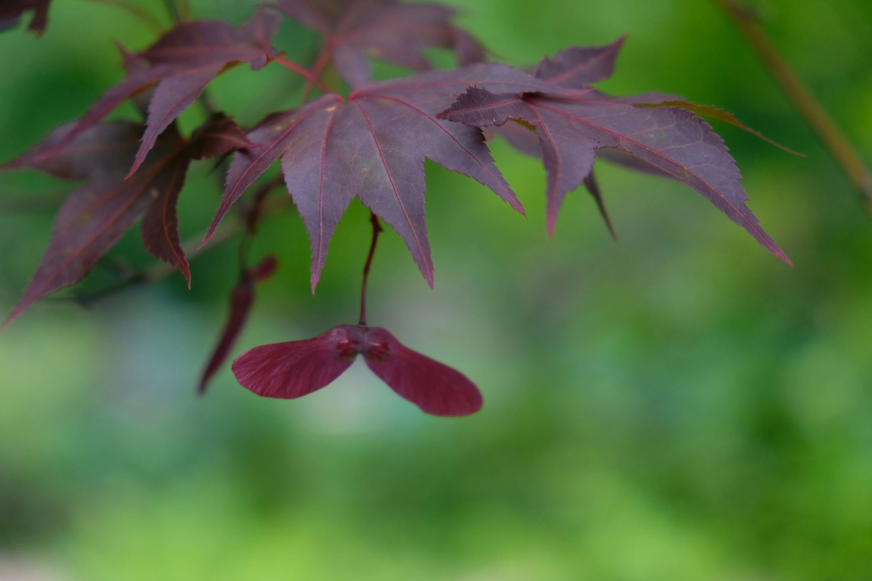 Acer palmatum 'Emperor I'