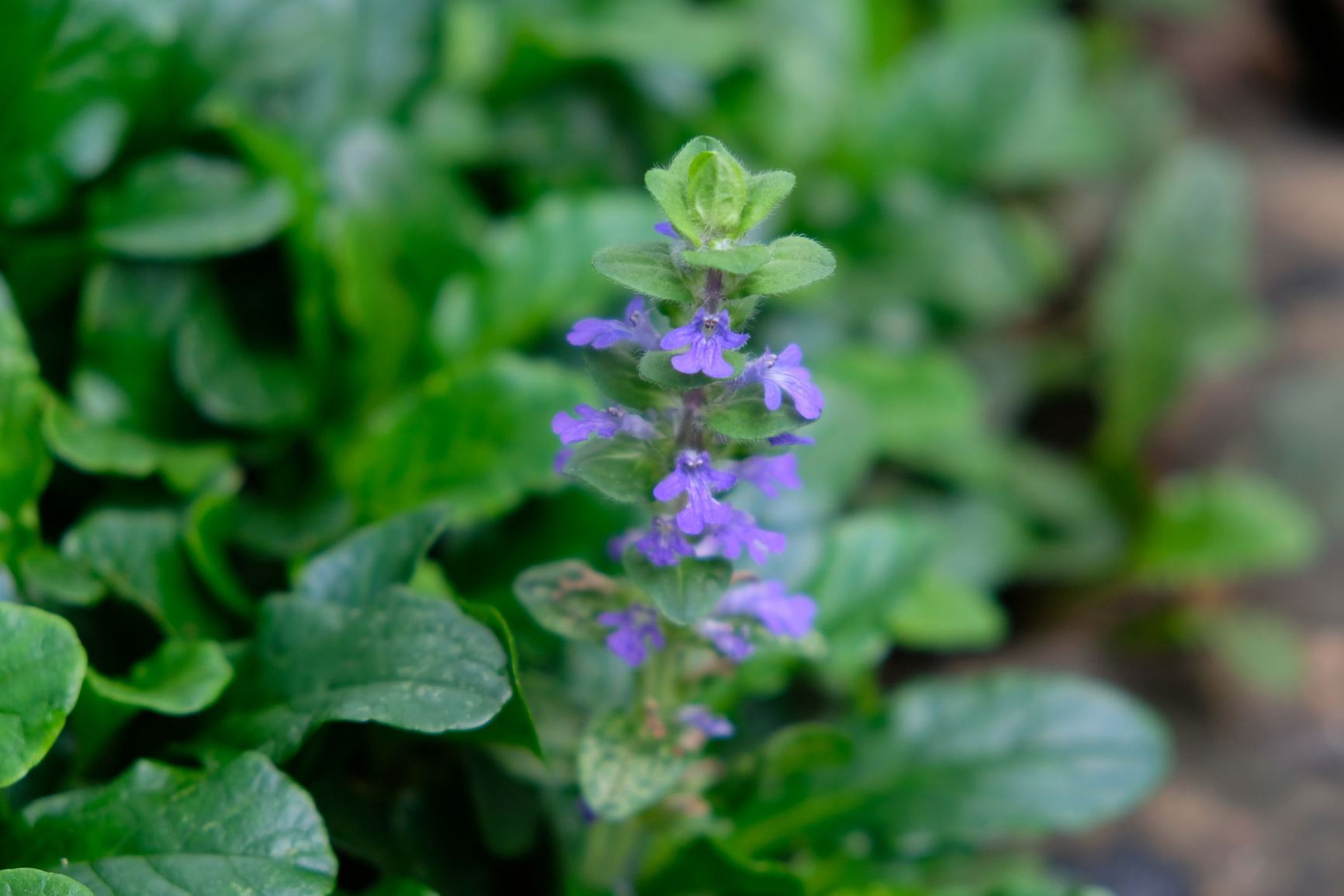 Ajuga reptans