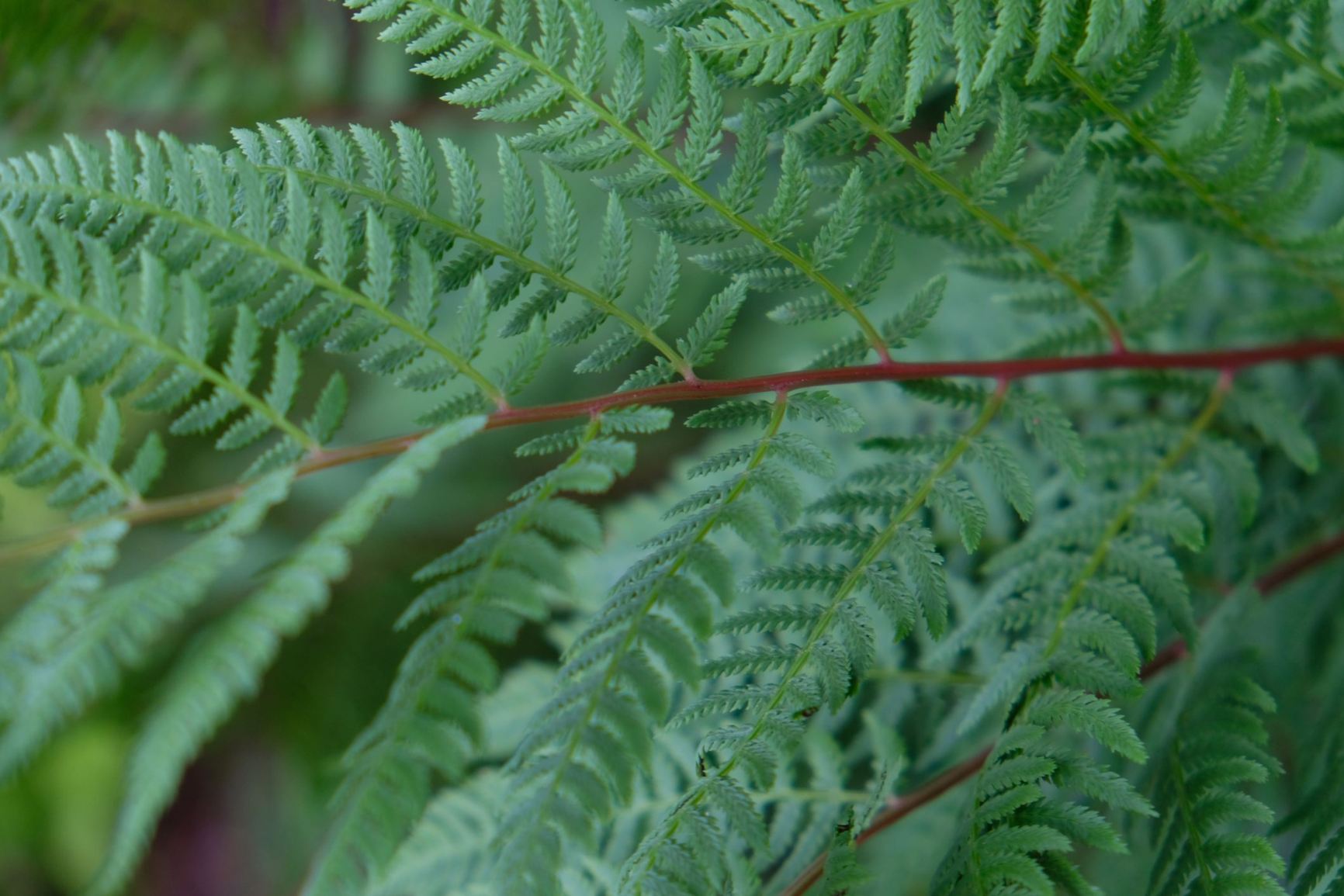 Athyrium filix-femina var. angustum 'Lady in Red'