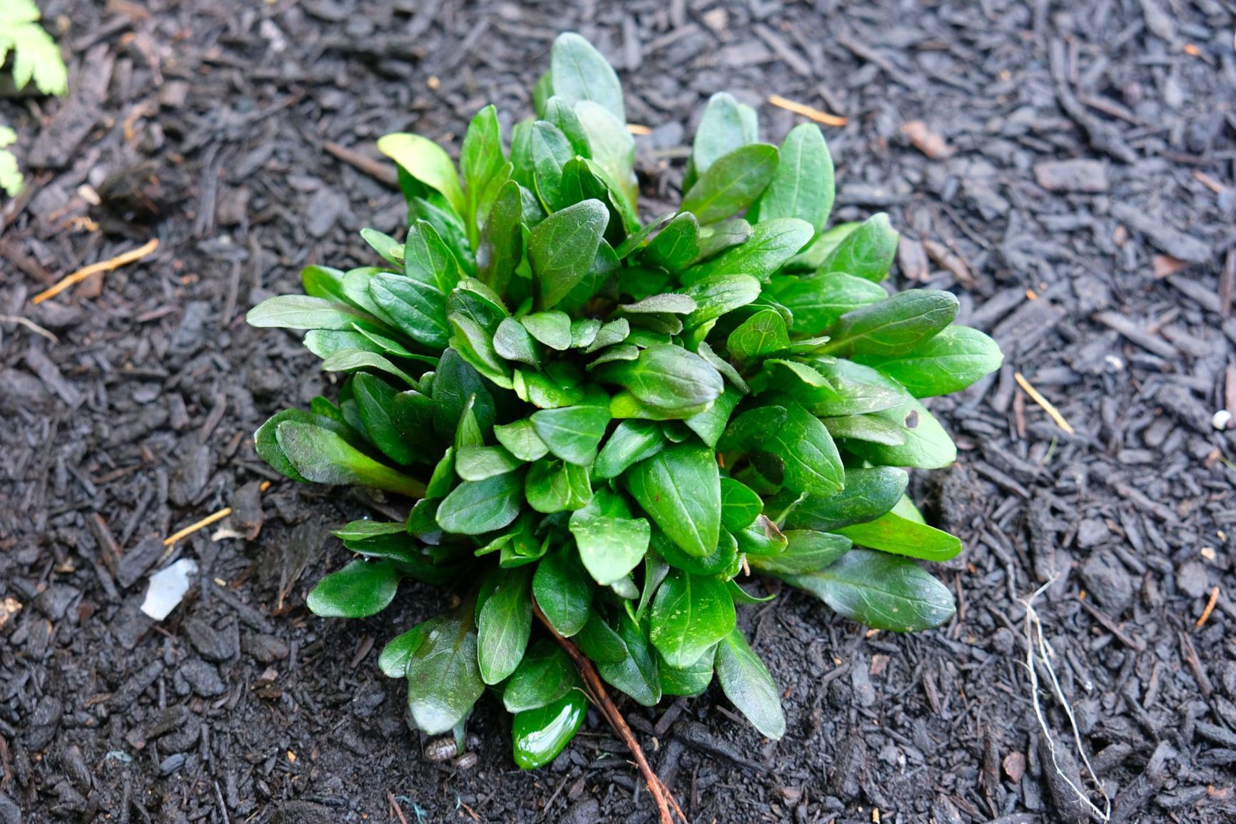 Ajuga reptans 'Blueberry Muffin'