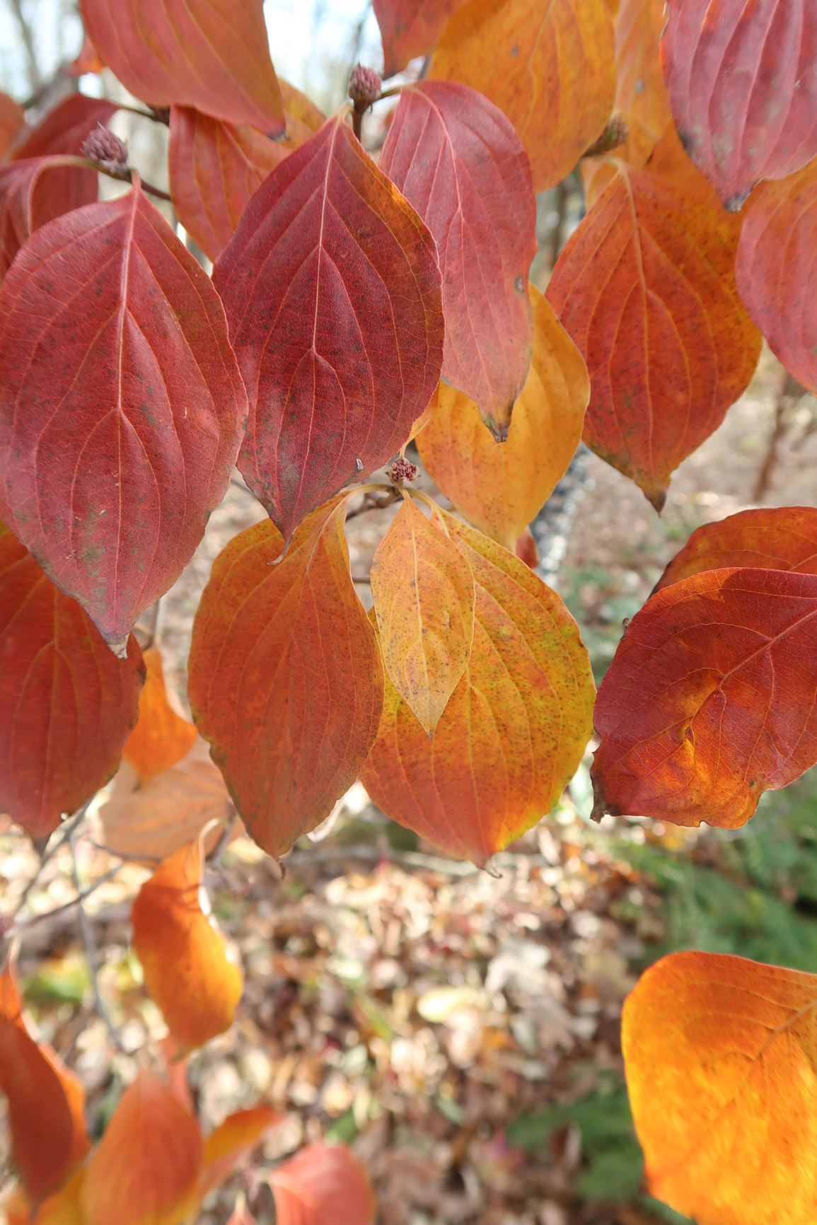 Cornus × rutgersensis 'Rutdan' Celestial®