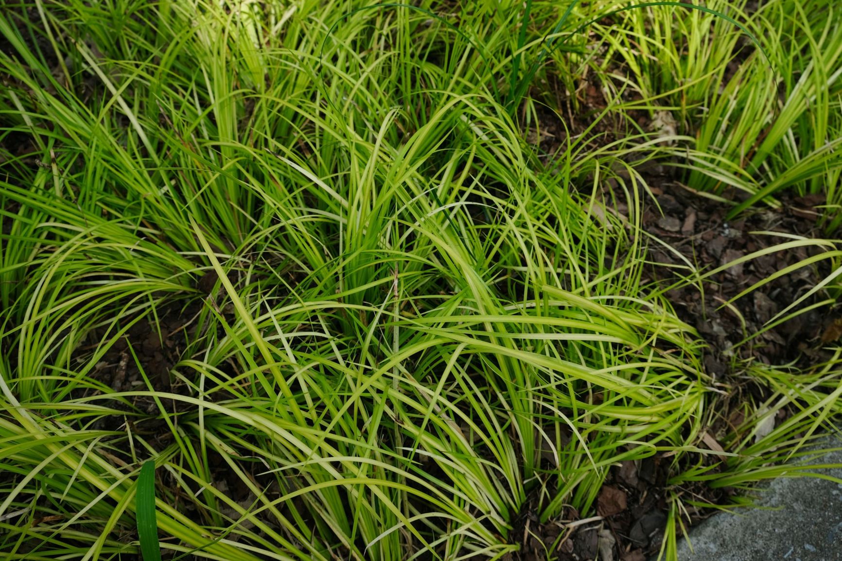 Acorus gramineus 'Ogon'