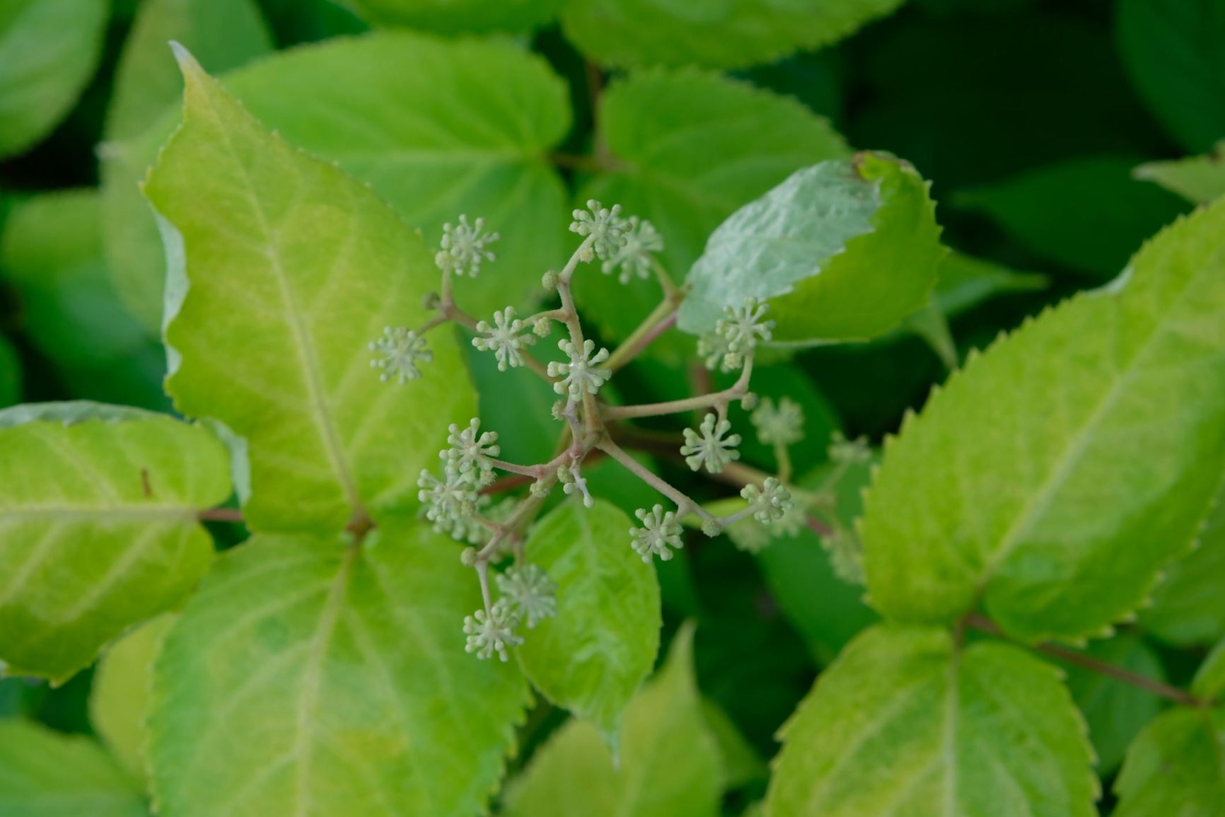 Aralia cordata 'Sun King'