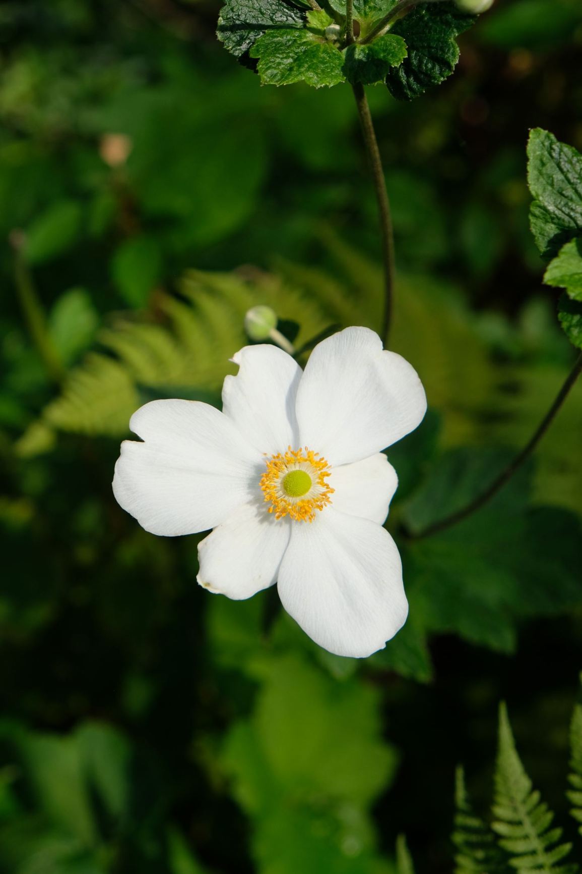 Anemone × hybrida 'Honorine Jobert'