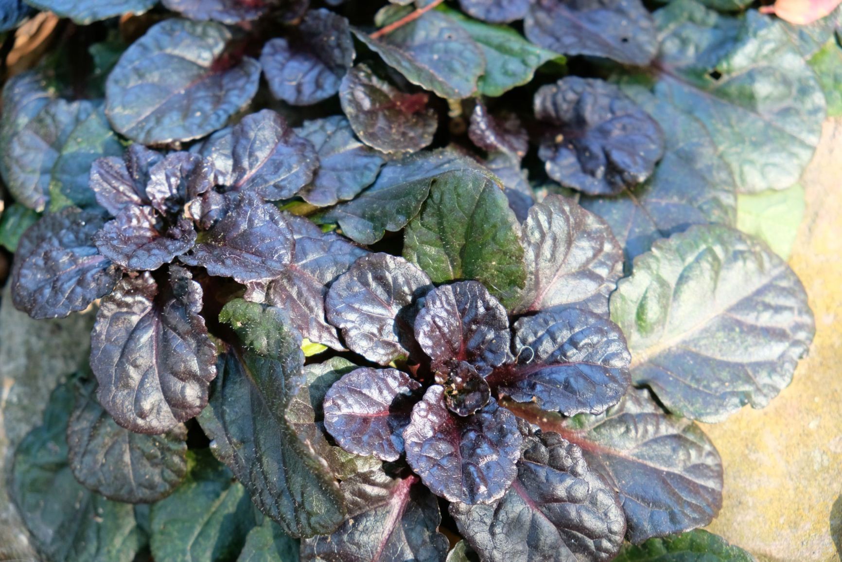 Ajuga reptans 'Black Scallop'
