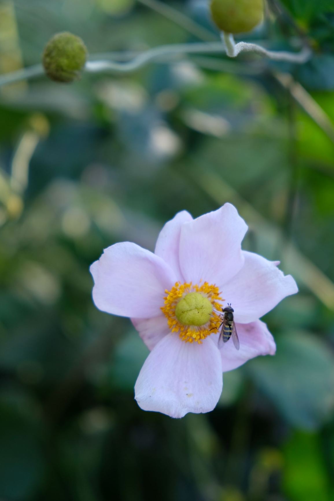 Anemone × hybrida 'September Charm'
